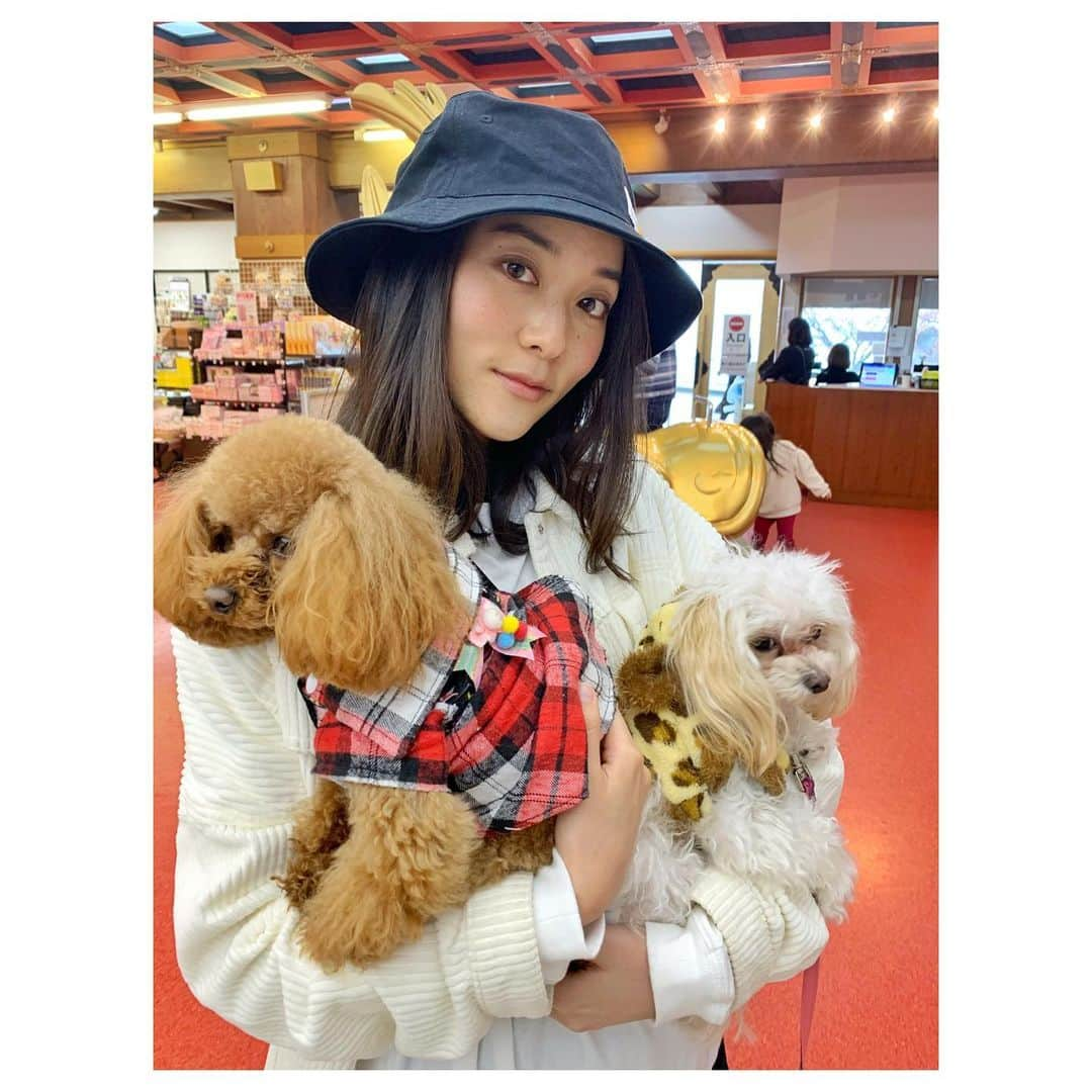 林恵理さんのインスタグラム写真 - (林恵理Instagram)「子守🐶 . . #toypoodle #poodle #dog #dogstagram #inustagram #followme #instagood  #トイプードル #いぬすたぐらむ #犬好きな人と繋がりたい #エブリドッグ #犬のいる暮らし #過去スタグラム #家族旅行 #熱海城」3月17日 21時41分 - eri_rin.215