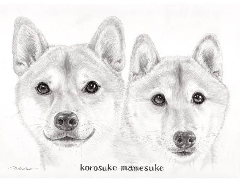 柴犬Mamesuke・Korosuke??大阪さんのインスタグラム写真 - (柴犬Mamesuke・Korosuke??大阪Instagram)「🐱🐻 🐾----*----*----*----*🐾 @atelier_unonon うののんママさんに素敵な鉛筆画を描いていただきました😍 もぅ、素敵過ぎて素敵過ぎて、、感激です❣️ 写真よりも生き生きとしてて、今にも動き出しそう🥰 はぁ💕ずっと見ていられるわ〜☺️ うののんママさん、本当にありがとうございます🥰 🐾----*----*----*----*🐾 #MameKoro #豆コロ #豆柴 #柴犬 #赤柴 #豆介 #コロ介 #shibagram #shibastagram #shibainu #shiba #shibadog #🐕📷 #いぬのきもち」3月17日 23時15分 - mame_suke_i