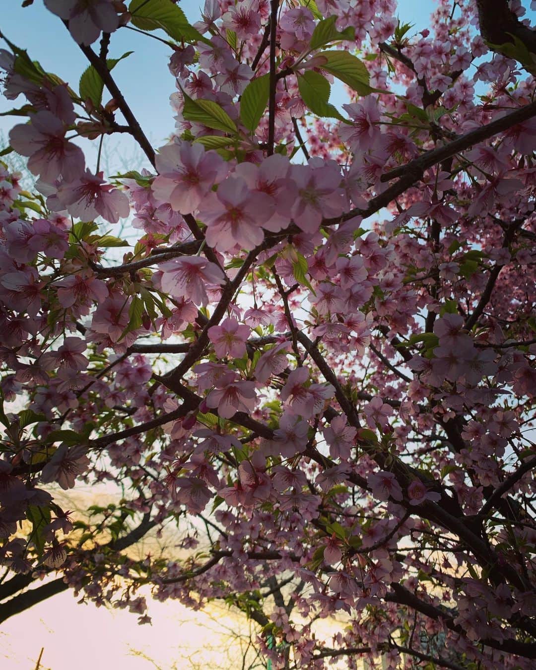 鈴木結女さんのインスタグラム写真 - (鈴木結女Instagram)「どこかで見た景色 #nostalgia #cherryblossom #march2020 #recollections」3月17日 23時46分 - yumelynx