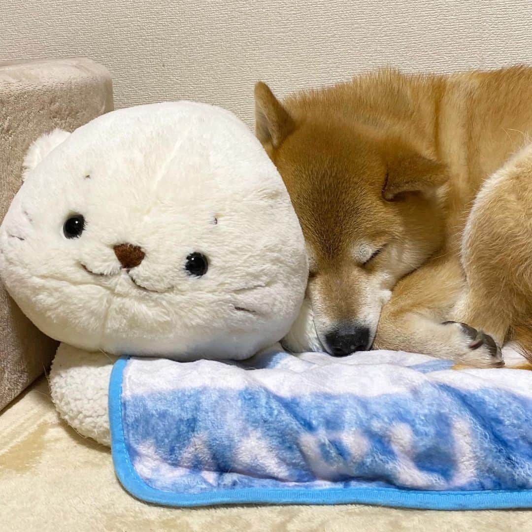 まる（まるたろう）さんのインスタグラム写真 - (まる（まるたろう）Instagram)「Good night!✨🐶💤✨しろたんもうちょっと向こう行ける？ #ちょっと狭いなって #いいんだけどね #一緒に寝よっ」3月17日 23時55分 - marutaro