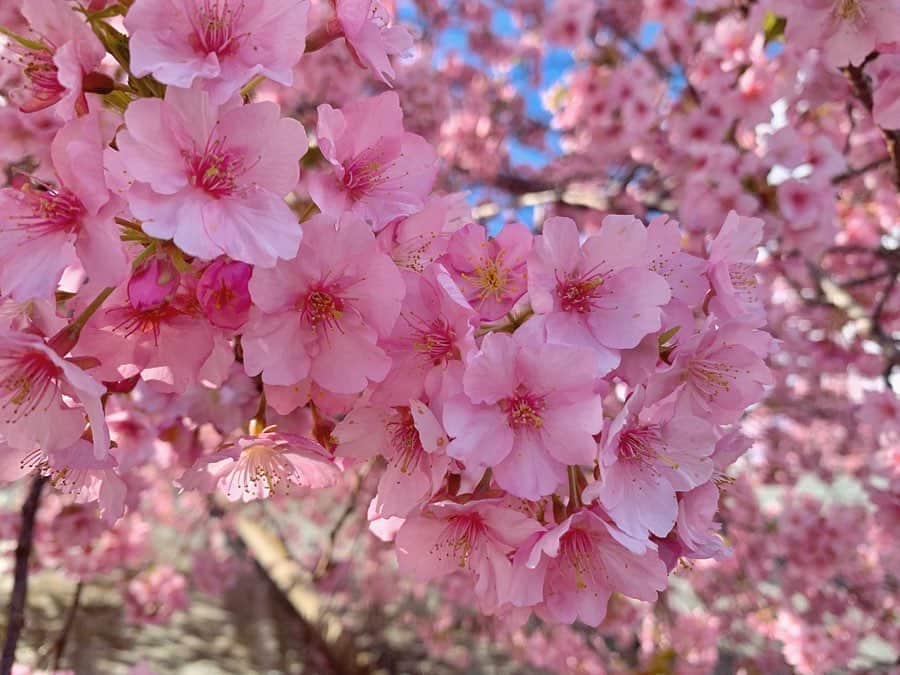 山崎聡子さんのインスタグラム写真 - (山崎聡子Instagram)「いわきの河津桜、満開でした🌸  今年は満開の桜の下で宴会🍻は難しそうですが、せっかく綺麗に咲いてくれた桜。楽しみたいですね☺️🌸 . #いわき市 #21世紀の森公園 #河津桜 #桜 #お花見」3月18日 10時39分 - 310puu