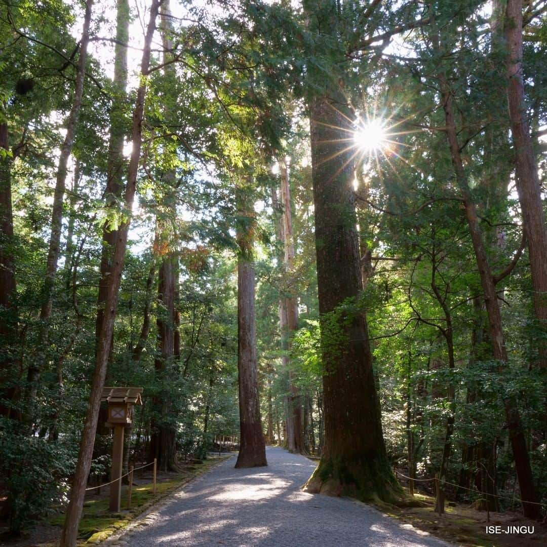 伊勢神宮さんのインスタグラム写真 - (伊勢神宮Instagram)「#伊勢神宮 #神宮 #神社 #心のふるさと #瀧原宮 #別宮 #参道 #朝日 #ISEJINGU #JINGU #SOUL_of_JAPAN #Japan #Jinja #Shinto #Takiharano_miya #morningsun」3月18日 11時00分 - isejingu.official