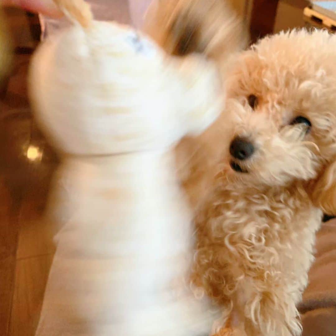 多岐川華子さんのインスタグラム写真 - (多岐川華子Instagram)「パーンチ✊✊✊ . . #toypoodle #dog #愛犬 #もなか #1歳1ヶ月 #トイプードル女の子」3月18日 11時51分 - hanako__official