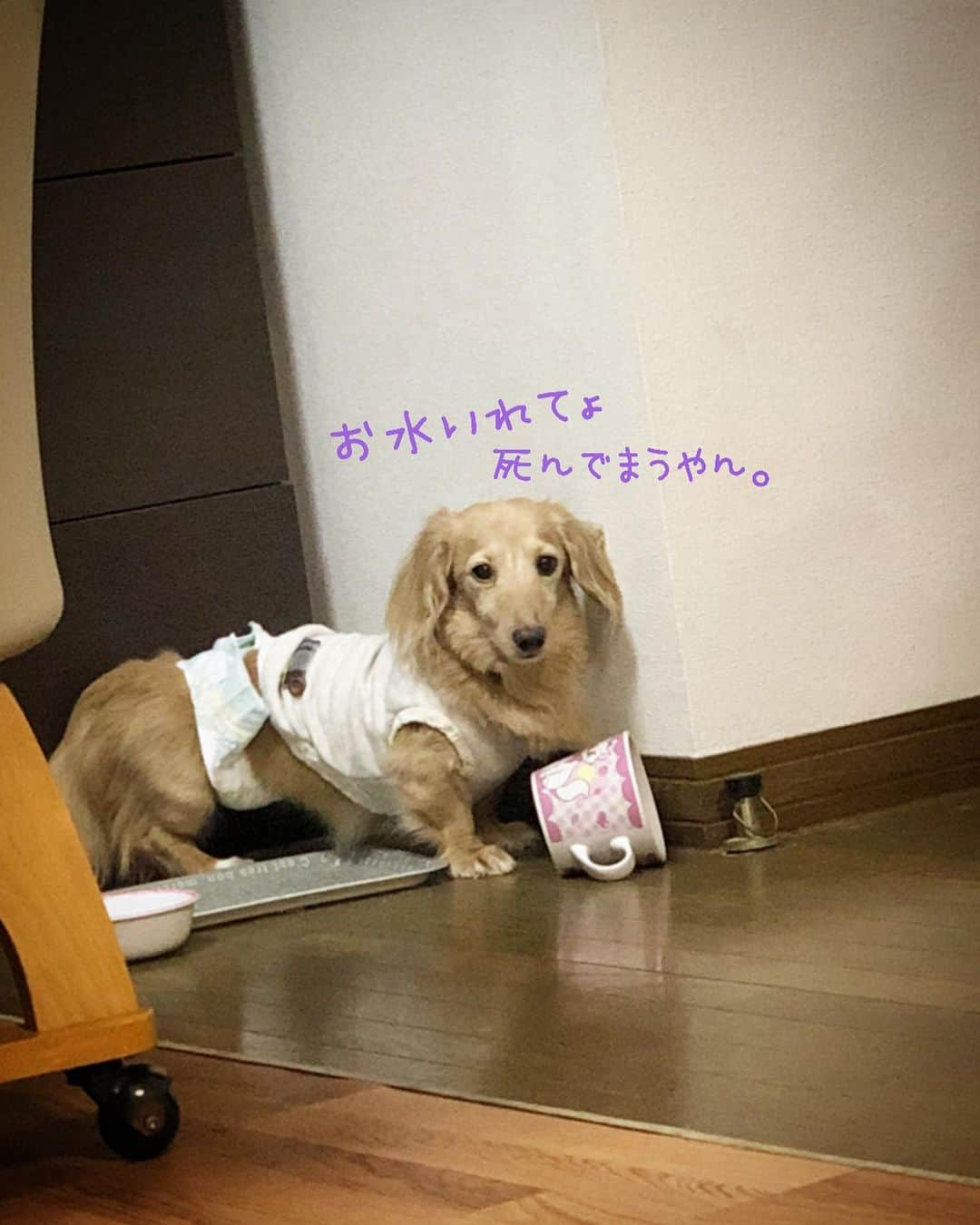 チズさんのインスタグラム写真 - (チズInstagram)「お水🥛がなくなるといつもこう🐶 #催促の合図 #水くれ#飯くれアピール  #動くマロン#movie 🎥 #Mダックス#ダックス#ミニチュアダックス #親父犬#シニア犬#ミニチュアダックスフンド #ミニチュアダックスクリーム#短足部 #短足犬#カニンヘンダックス #ダックス14歳#カニンヘンダックスフンド#犬は家族#犬のいる生活#インスタでわんこみるのが日課 ♡♡」3月18日 3時02分 - sqi.chizu