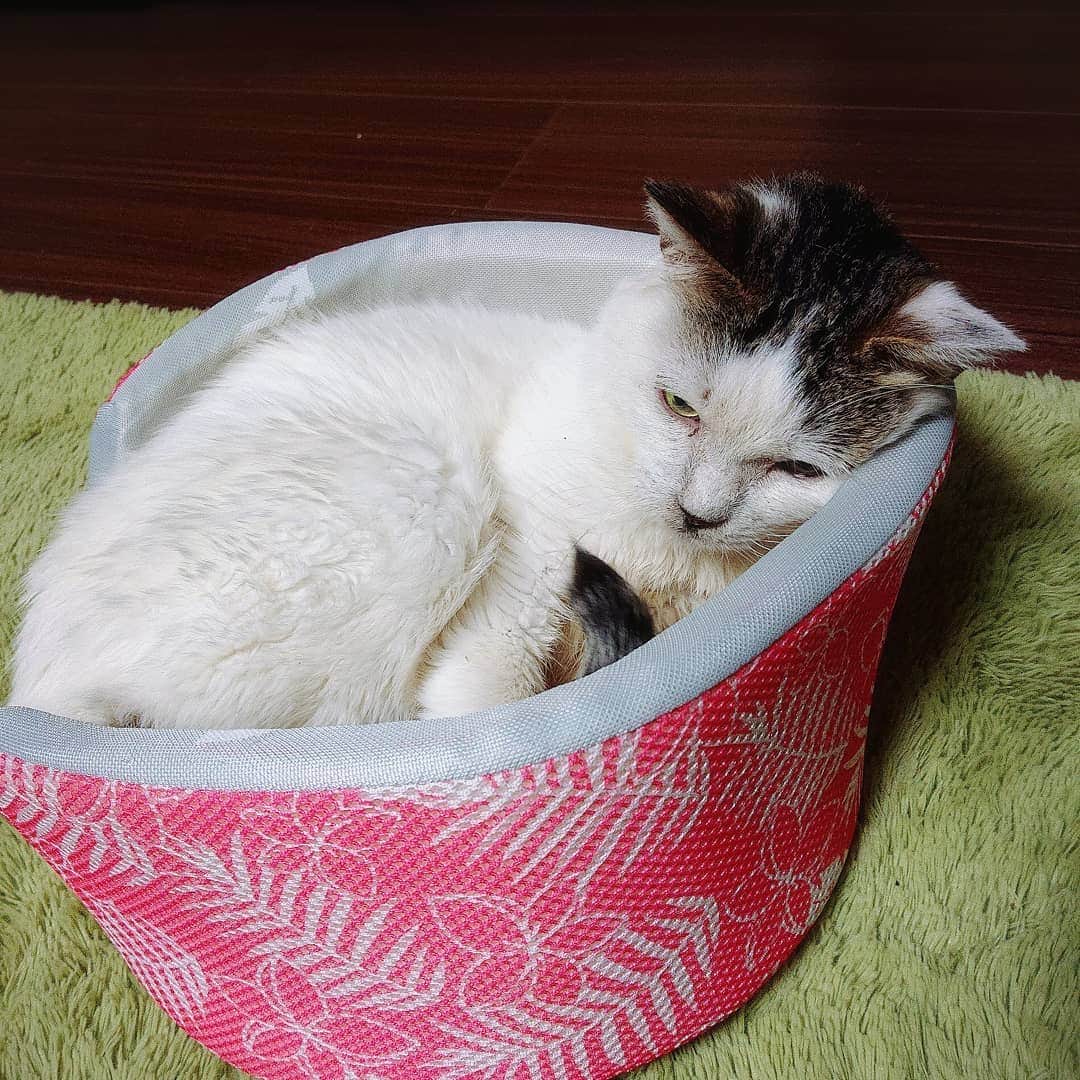 のインスタグラム：「#ねこすたぐらむ #ねこ #cat」