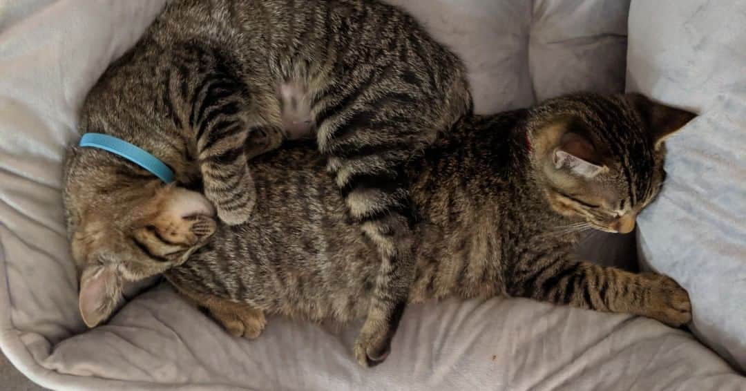 Fresh Stepのインスタグラム：「One of our favorite relaxation activities is listening to cats purr. 😻 You can redeem for a 4 minutes Me-ow mediation audio from our Paw Points catalog for free! 💞 Head to bio link for more info! #meowmaste」