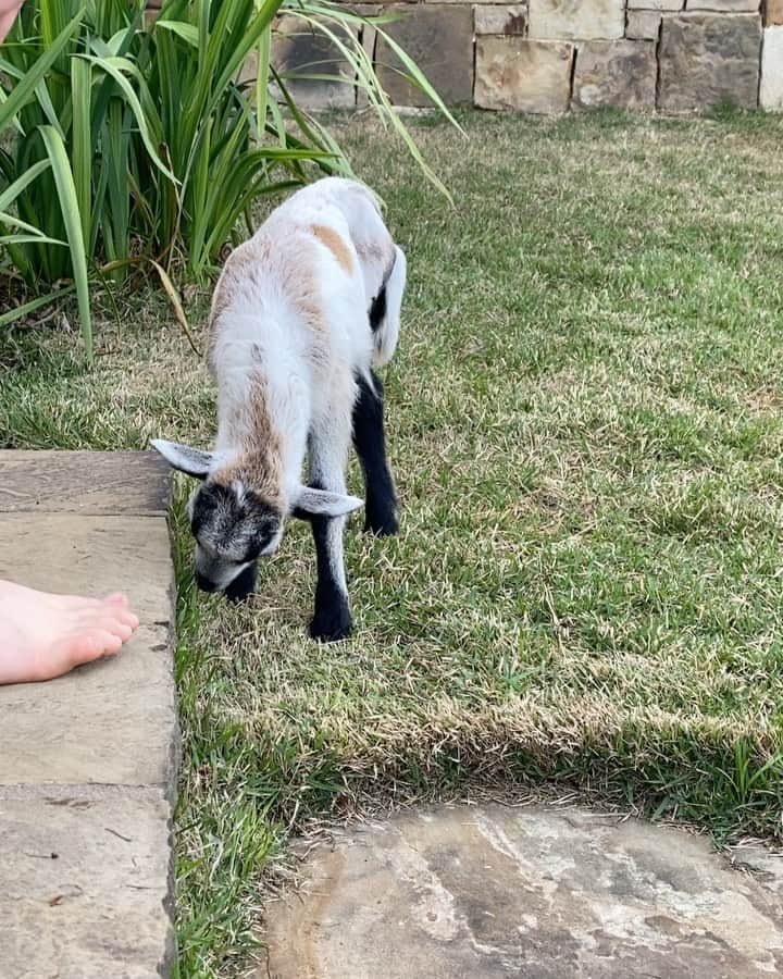 ビル・ゴールドバーグのインスタグラム：「Well with everything going on in the world right now I figured I’d post this and hopefully make a few of you smile. To make a very long story short last week we found one of our Barbados  sheep was laying out in the middle of the pasture.  Gage runs out to check on him and we saw that he’d suffered a compound fracture on 1 of his hind legs. As opposed to putting him down we decided for surgery and the addition of a three legged sheep to the Goldberg family.  Thank god for mama Wanda!!!! Meet “CHARGER” 😁 #spear #jackhammer #whosnext @wwe @wweonfox @goldbergsgarage #sheepberg #wrestlemania @rufftuffofficial #metrongarage @bendpak @sonictoolsusa」