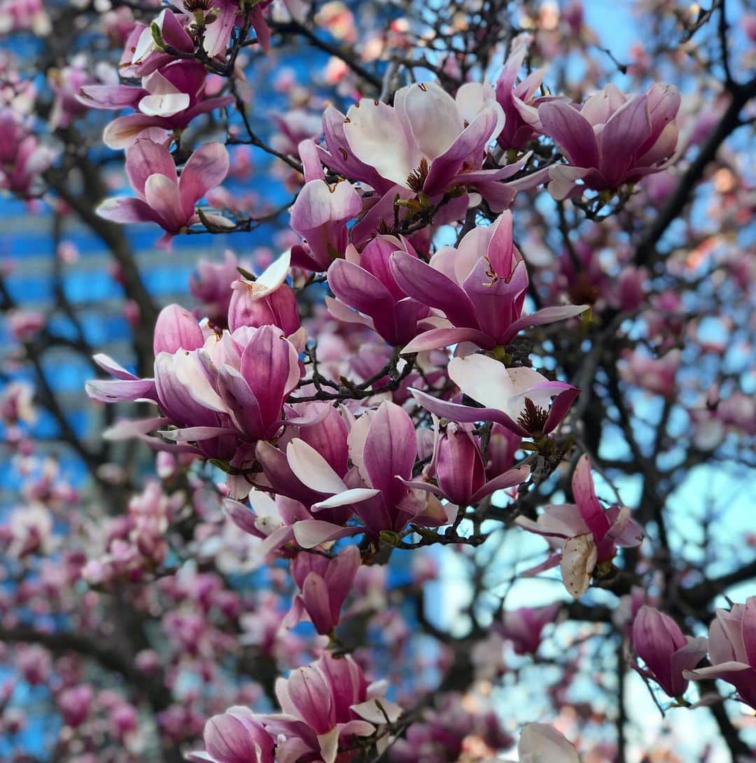 前野えまさんのインスタグラム写真 - (前野えまInstagram)「桃色の世界🌸 ・ ・ #おはようございます #桃色 #花 #何の花だろう #一面ピンク #春の訪れ #穏やかな時間 #花と私 #花写真 #花写真部 #前野えま  #goodmorning #pink #flowers #spring #flowerstagram #flowerphotography #girl #photography  #follow #followme #instagram #instafollow #instagood #tagsforlikes #tflers #tagsforlikesapp #idol #actor #actress」3月18日 6時43分 - maeno_ema