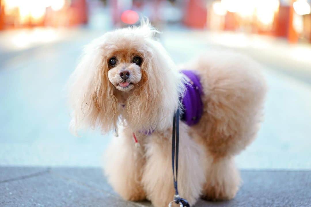 Toypoodle Mikuru?Asakusa Tokyoのインスタグラム：「20200318 Wednesday. Good morning! Friends 💓 べ😛 . #浅草寺 #朝活 ひとり#肉活 したよ . 今週金曜日が休みということを LINEでみゆきん @laugh0903 に聞いて 天にものぼる気分になりました。 今週は三連休なんですよ😆😆😆」