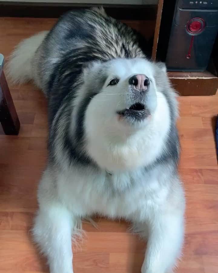 husky and malamuteのインスタグラム：「I am a singer, what do you think?😃😃 follow @alaskandaily （Twitter：alaskandaily）for more cute pic and video.😜 ……………………………………………………………… Each video was approved by the original author. But  don't have a Instagram account. We are first one post those video. So watermark credit @alaskandaily ……………………………………………………………… #alaskan#malamute#alaskanmalamute#alaskanhusky#malamutesofinstagram#puppylife#puppylove#puppydog#puppylover#dogdays#malamutepuppy#huskies#huskeypuppy#huskeiesreq#siberian#huskeiesofig#dogslife#dogsofnyc#cutedog#cutedogs#huskeypics#huskeylovers#huskygram#huskeylove#huskiesofinstagram#dogsofnyc#husky#狗」