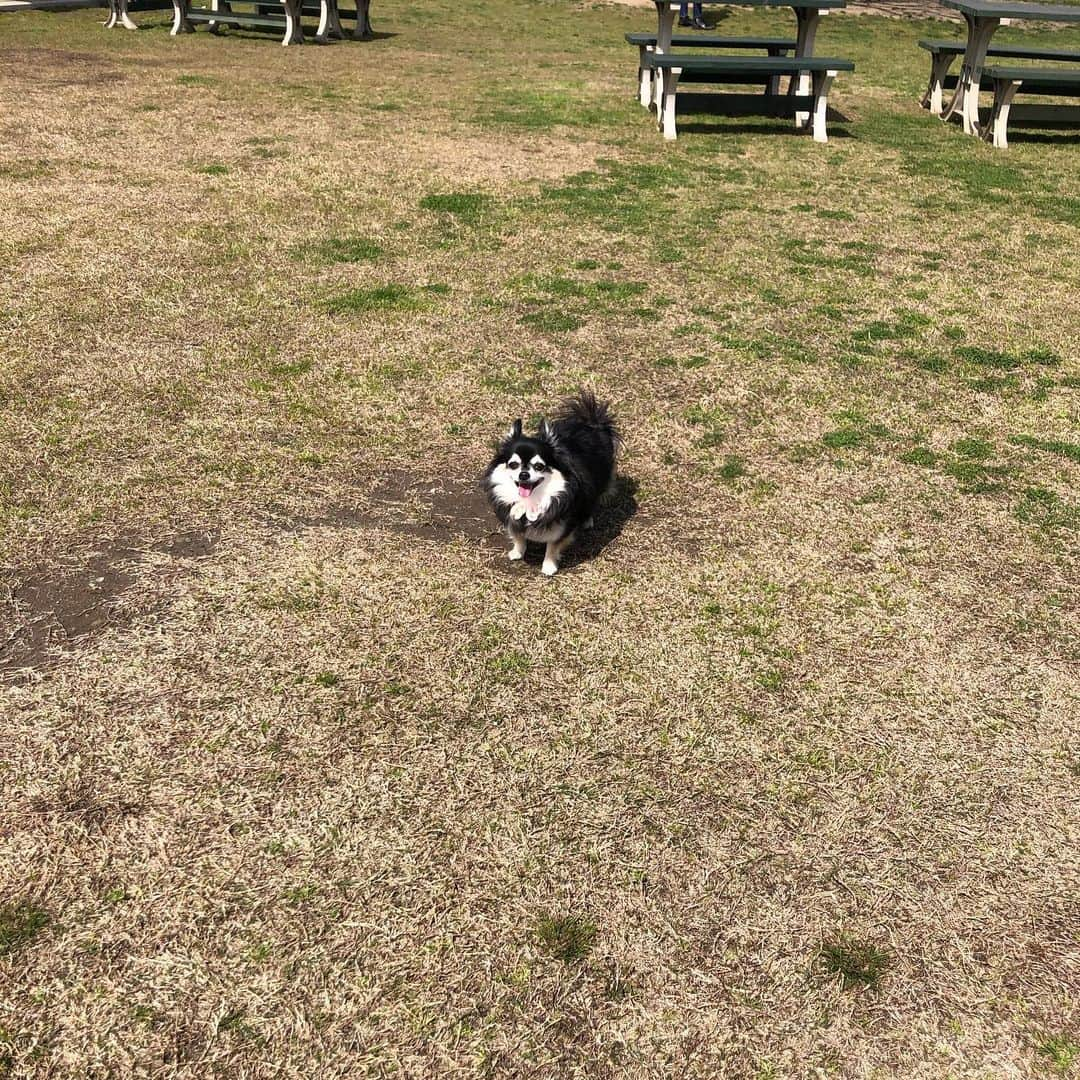 小野真弓さんのインスタグラム写真 - (小野真弓Instagram)「おはようございます(^^) いいお天気続き！ ピクニック気分でお外ランチ🍙お祝いまでして頂き、嬉し楽しい1日でした🐶🐶🐶💓🎂 わんこたちも、ひろーいお庭を沢山散策✨太陽の光を浴びて元気いっぱい(*´∇｀*)✨ #チワワ#ハナちゃん #チワマル#ハルくん #トイプードル#小麦ちゃん #いぬすたぐらむ#いぬばか部 #chihuahua #maltese #mixdog #doglover #dogstagram #toypoodle #千葉県#君津市#喫茶zizi#椎名歩美　ちゃん#仲良しわんこ 今日も晴天！良い一日を╰(*´︶`*)╯♡」3月18日 7時23分 - hanaharuaroi