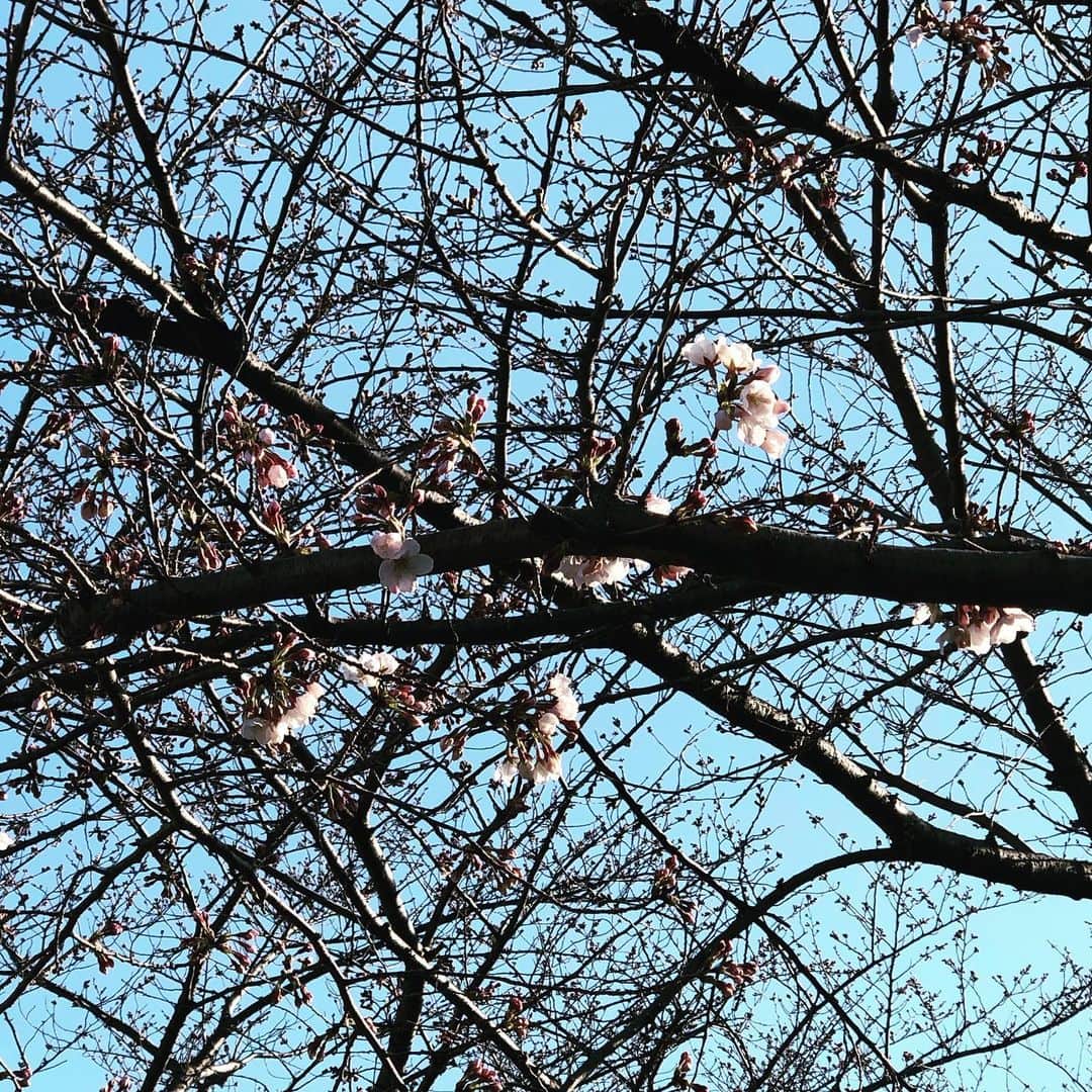 五箇公貴のインスタグラム：「願掛け。 #桜」