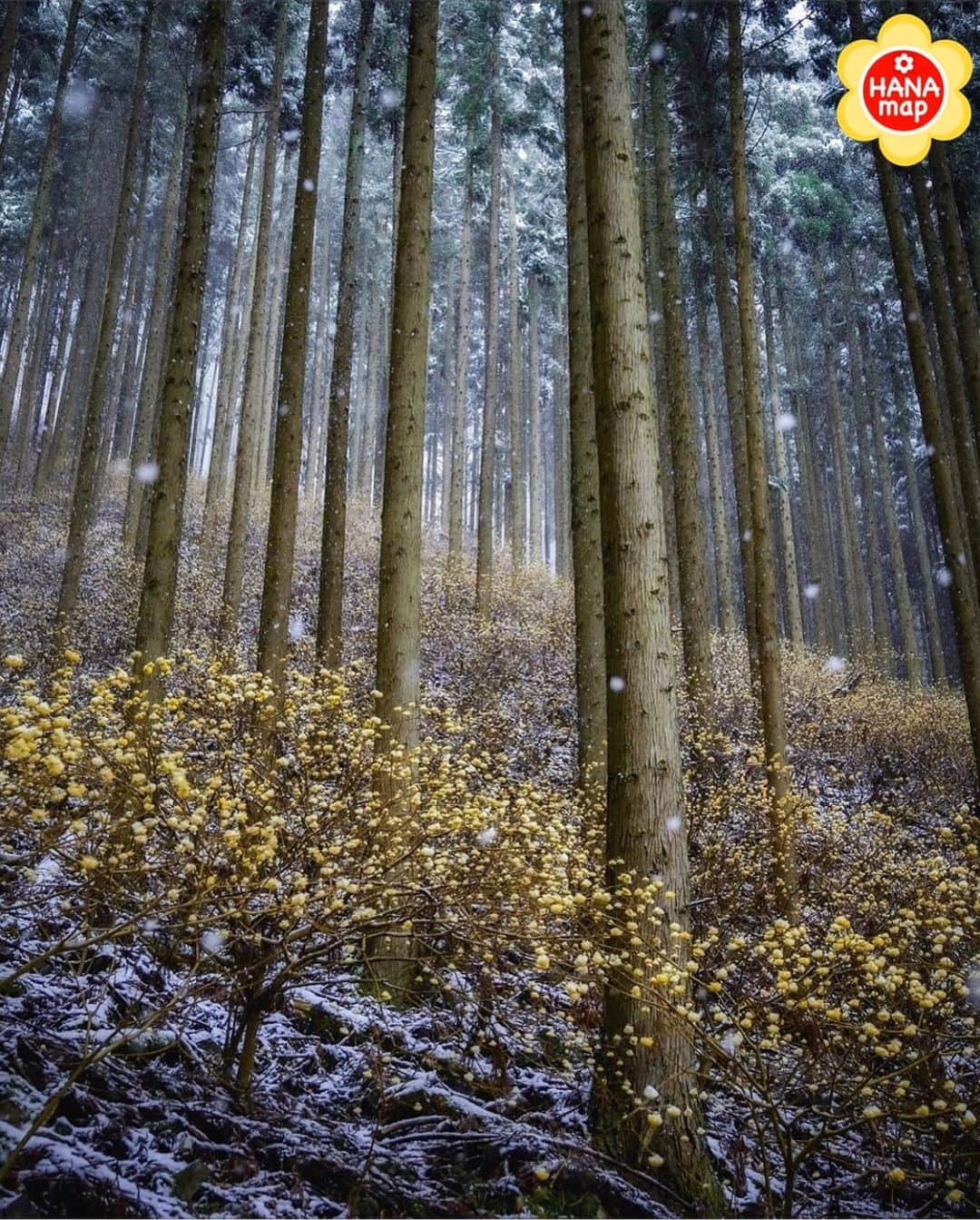 はなまっぷ❁日本の花風景のインスタグラム