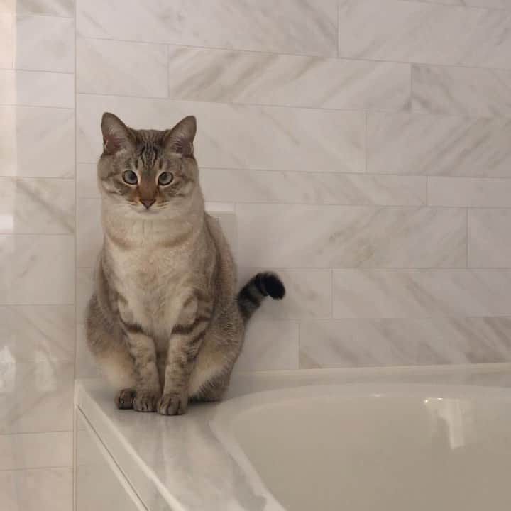 tomiinyaのインスタグラム：「怪獣👧🏻がうるさすぎてここまで逃げてきた🐈🛁」