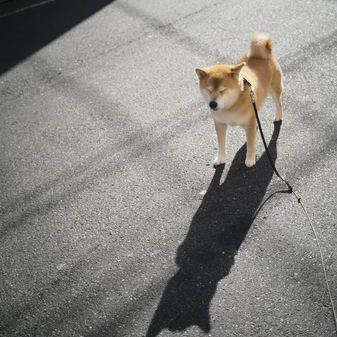 まる（まるたろう）さんのインスタグラム写真 - (まる（まるたろう）Instagram)「Good morning!✨🐶✨見て、まるの影。 #カッコE #バットマン的なフォルム  #悪い奴らを #アチョーって #やっつけるの #バットマル」3月18日 8時58分 - marutaro