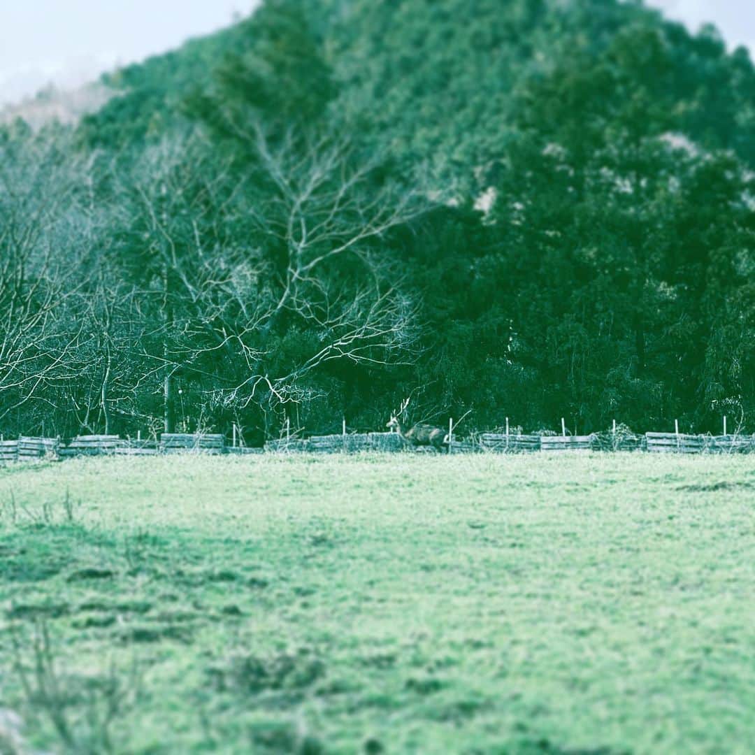 中野敬久さんのインスタグラム写真 - (中野敬久Instagram)「#deer #running #forest #jumping #nature #green」3月18日 9時18分 - hirohisanakano