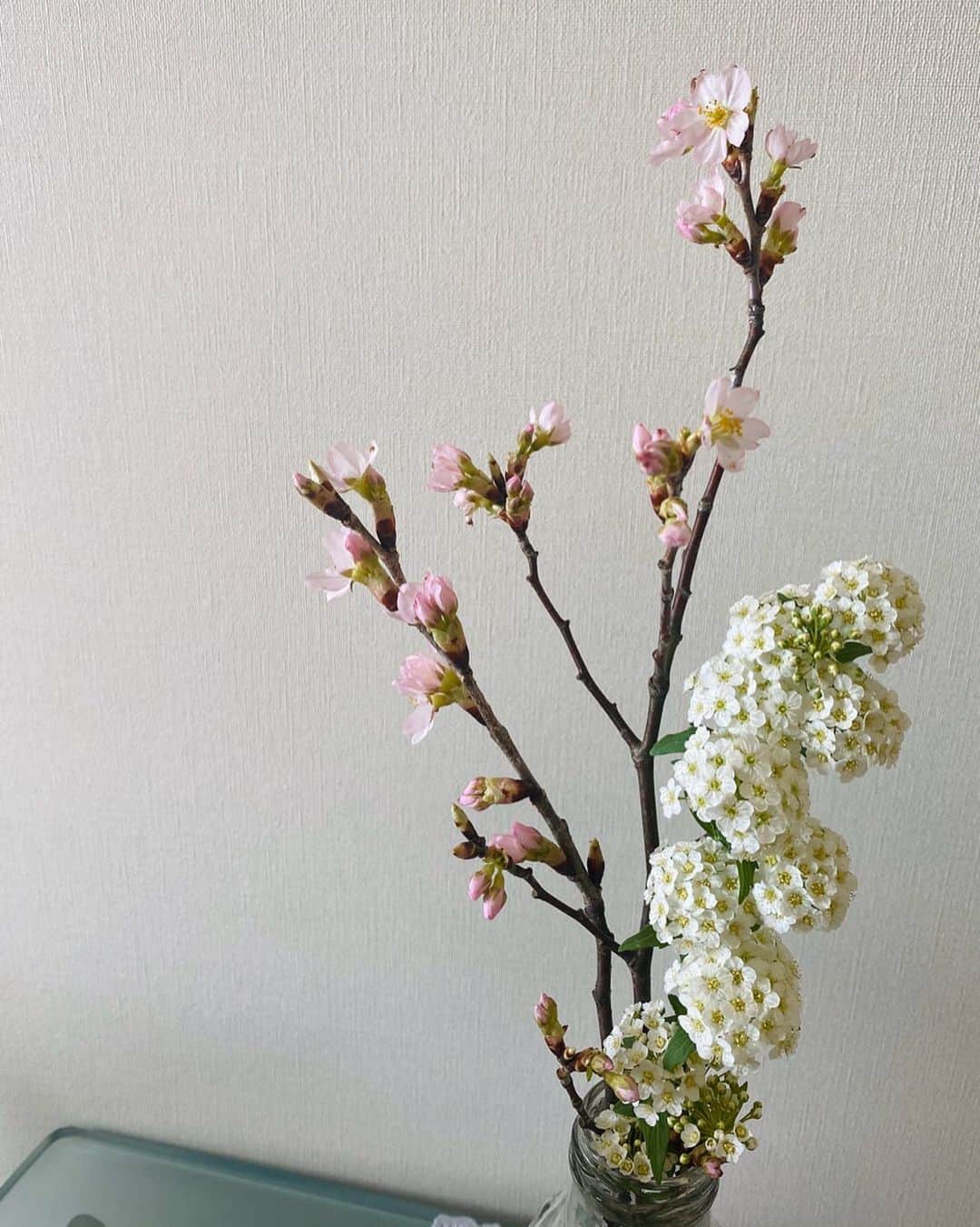 今野杏南さんのインスタグラム写真 - (今野杏南Instagram)「* 買ってきた桜が咲き始めました🌸 #桜」3月18日 9時26分 - anna_konno0615