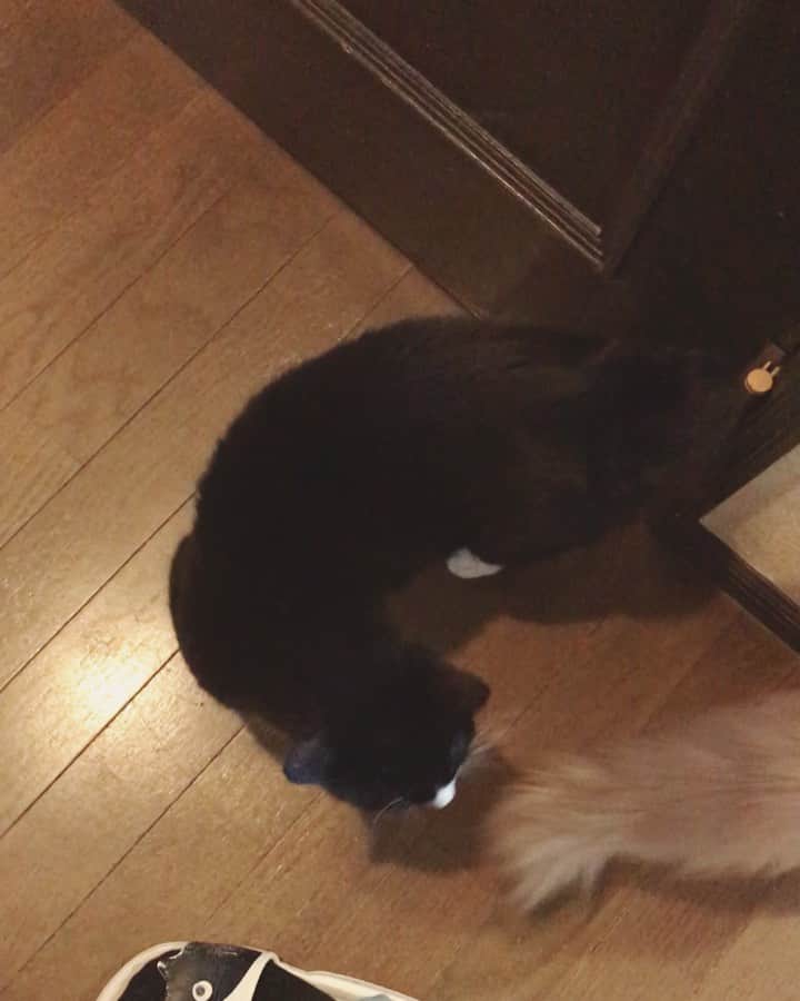 もじゃころのインスタグラム：「今日のおしゃべりニンニン族です！  #鼻にんにく黒コロ  #途中イッヌ🐶が映りこむハプニング」