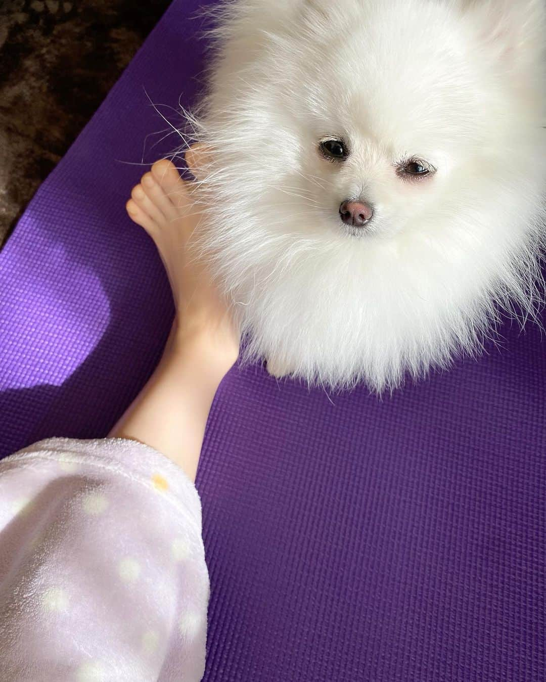 麻亜里さんのインスタグラム写真 - (麻亜里Instagram)「. 実家での朝ヨガ🧘‍♀️ くりまるはマットが大好き。 一緒だね🤣💕 . それにしてもくりまる眩しそう。色素が薄いから余計に眩しく感じるのかな？眩しいと目が開かないのも一緒だね🤣💕 . クールダウンで魚のポーズをしていたら顔をペロペロ舐められました。 首に圧が掛かっているから顔を動かしたら危ないのにぃ！！ されるがままの私でした😂 . #朝ヨガ#くりまる #ポメラニアン #dogstagram #いぬすたぐらむ #いぬのきもち #ポメ #いぬのいる暮らし #ワンスタグラム」3月18日 10時02分 - maari.0108