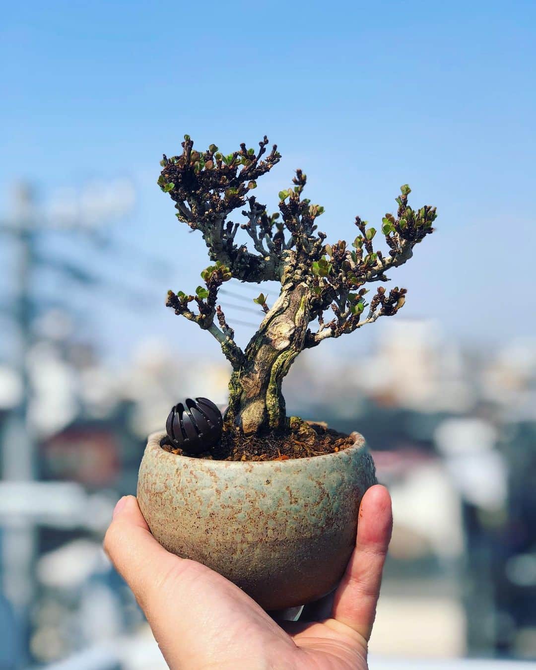 金成公信のインスタグラム：「メギが芽吹いてきましたね。今は地味ですが、もう少ししたらワサッと。そして秋には紅葉します。🍁#メギ #目木 #盆栽 #bonsai #bonsaijapan #japanesebonsai #wabisabi #bonsailovers #bonsailife #bonsaitree #bonsaiart #bonsaigram #bonsaiworld #plants #tree #greenlife #greenlifestyle #苔 #moss」