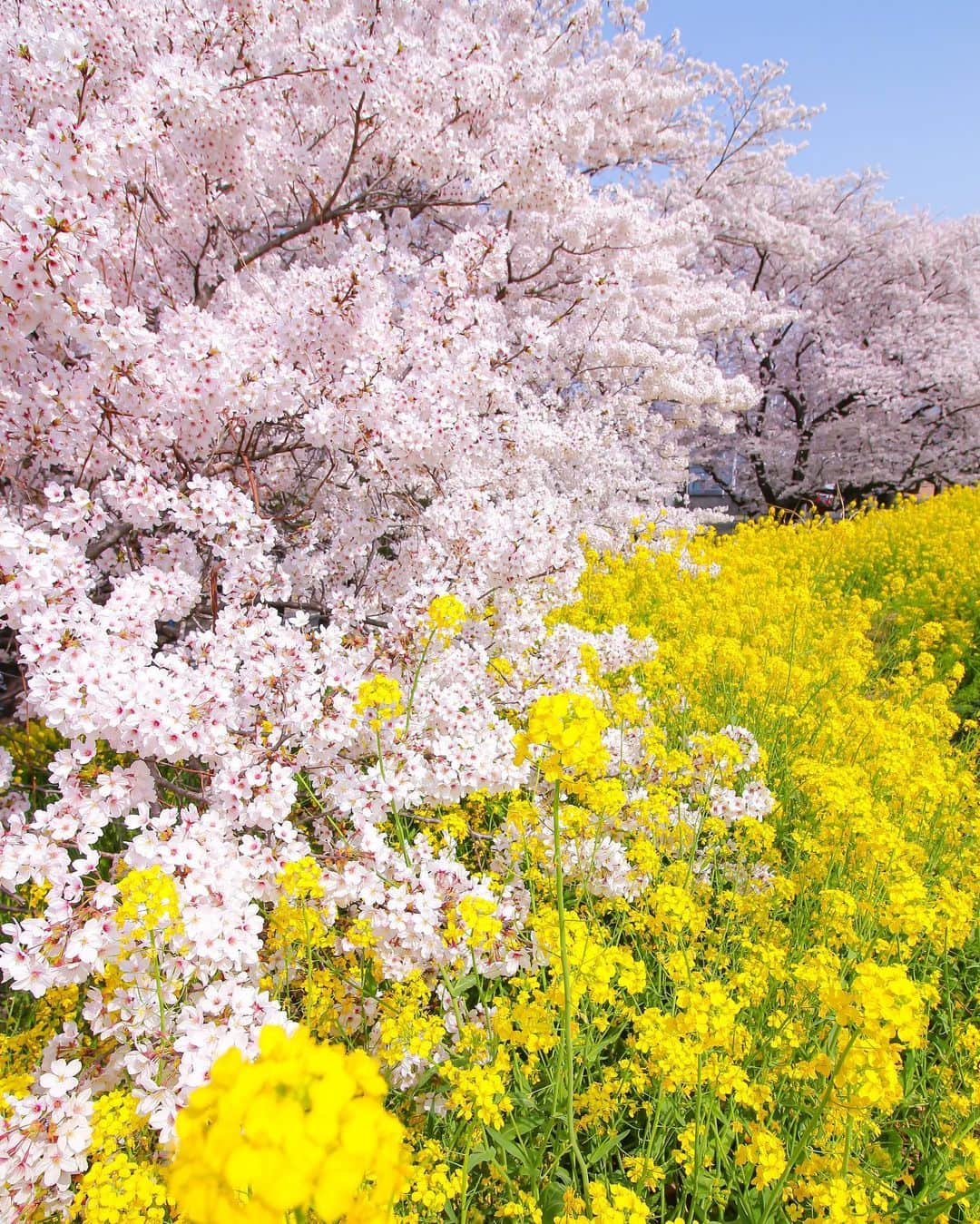 田島知華のインスタグラム：「【Japan🇯🇵Saitama】The season of cherry blossoms are almost upon us. もうすぐ桜が見頃を迎える季節。 先行きの見えない不安が続いて暗い気持ちになってしまうこともあるけど、そんな心を癒してくれるのはやっぱり美しい風景だな、と。前に撮った桜の写真を見返していたら温かい気持ちになれました☺️ 今年は各地に桜を見に行く機会が減ってしまいそうだけど、写真の中だけでもお花見気分を味わいたい🌸 Copyright ©︎ TAJIHARU _ #たじはるトリップ #TAJIHARU_japan #日本 #埼玉 #熊谷桜堤 #桜 #菜の花 #お花見 #ソメイヨシノ #日本さくら名所100選 #女子旅 #カメラ女子 #japantrip #saitama #cherryblossoms #japanesecherryblossom #rapeblossoms #canola #igersjp #ptk_japan #photo_jpn #wonderful_places #loves_nippon #lovers_nippon #japan_daytime_view #bestjapanpics」