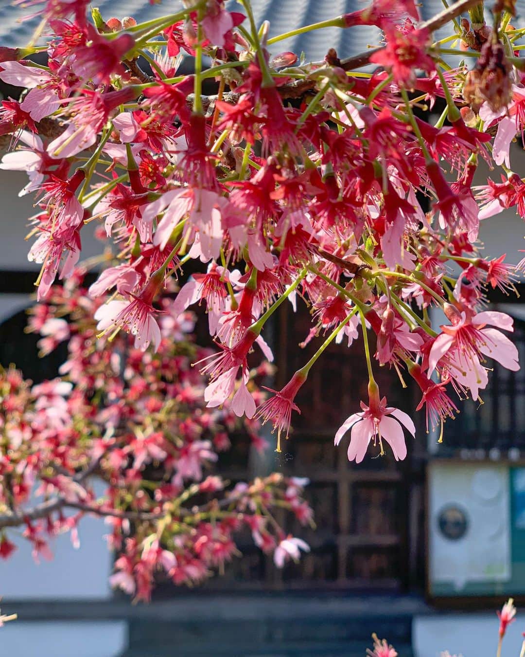 Yukicoさんのインスタグラム写真 - (YukicoInstagram)「𓇣 𖥧 𓇣 𖥧 𓇣 𖥧 𓇣 . 紺ブレで春はがんばると決めました笑 ミニマリストと呼んでください♥︎ . 果たしてこの桜 間に合っていたのか微妙なカンジ ギリギリセーフということで🌸 . . . . 紺ブレで隠れるといえど 手抜きできないのがワンピース ごはんのとき脱ぐじゃないですか . @majicalsherry_lme でしっかり締めてます❀︎ この後姿勢を正してダイエット‼︎ カフェタイムずっとこらえてました笑笑 . ‥‥‥‥‥‥‥‥‥‥‥‥‥‥‥‥‥‥‥‥‥‥‥‥‥‥‥‥‥‥‥‥‥‥ #springfashion#springstyle#travelgram#traveller#wonderful_place#special_shots#best_photogram#streetphotography#street#churchs#sakura#cherryblossom#kyotosightseeing#japansightseeing#tetsugakunomichi#kyototrip#cherryblossoms#flower_perfection#kyotojapan🇯🇵 #京都桜#京都桜巡り#長徳寺#桜#ゆるほわ倶楽部#さくら倶楽部#さくら倶楽部2020#さくらテロ2020#京都桜 #リフレクションのある景色#着回しコーデ#紺ブレ」3月18日 20時17分 - yukicolifecom