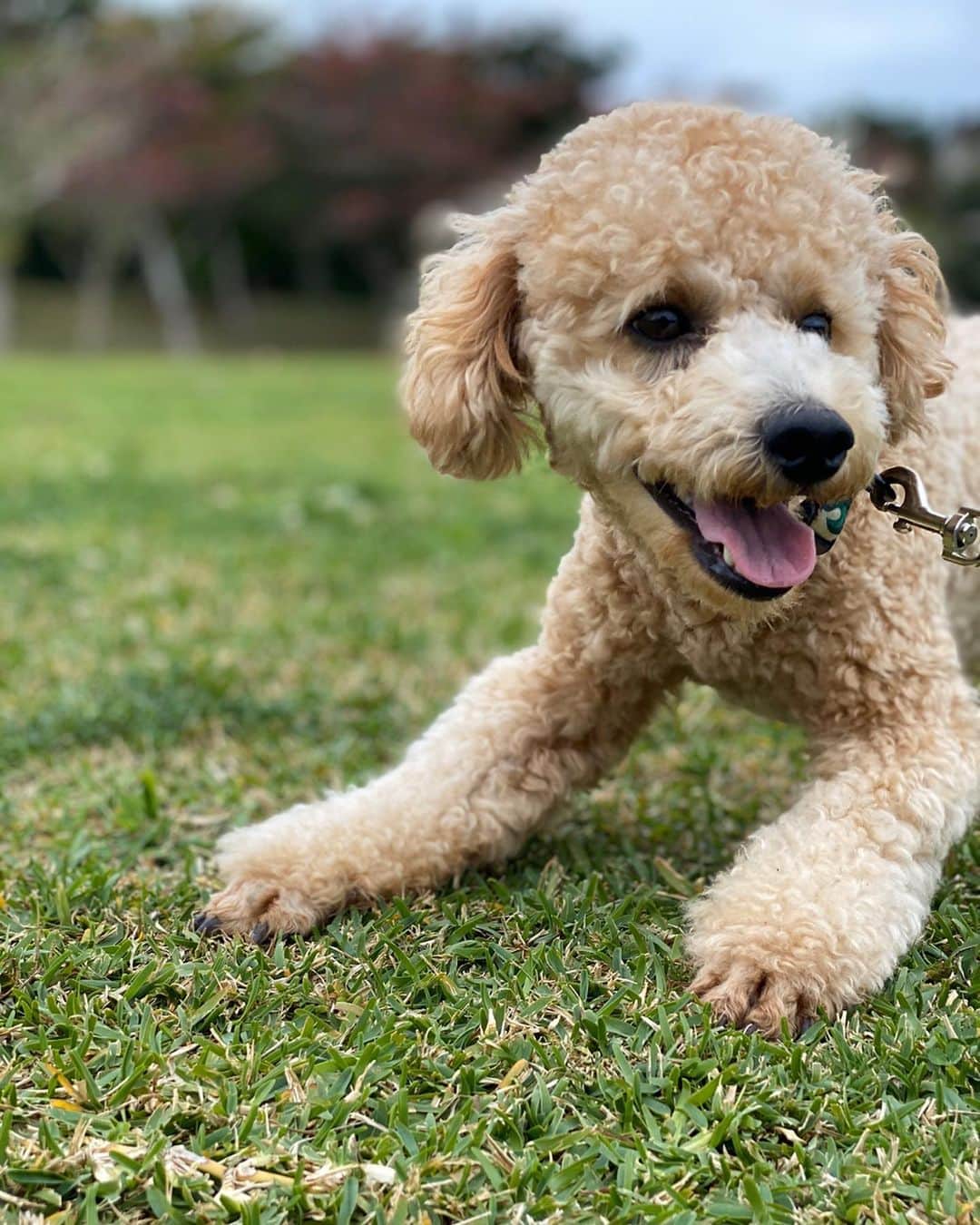 岡根直哉のインスタグラム：「長太郎1歳おめでとう！！ . 犬も猫も一緒に生活するのは初めての経験やけど、 ペットを家族と言う人の気持ちが分かった。  これは家族やわ🐩🐈 . ずっとわんぱくで元気な長太郎で🙏🏾❤️ .  #犬と猫のいる暮らし  #最高 #happybirthday」