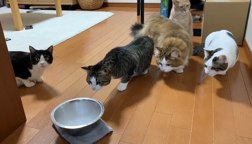 ひのき猫さんのインスタグラム写真 - (ひのき猫Instagram)「初、ドライアイス！ #ひのき猫 #ドライアイス #cat」3月18日 20時32分 - hinoki.cute.kitten