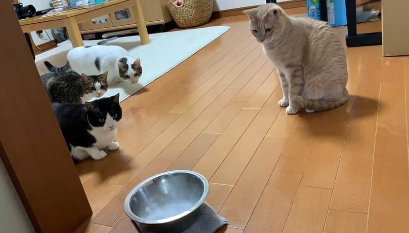 ひのき猫のインスタグラム