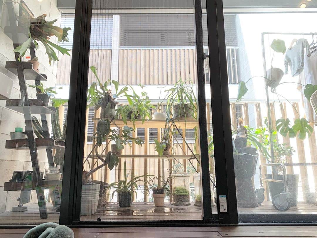 nanako itoのインスタグラム：「冬を越してくれて無事に春を迎えるうちの植物たち🌿🌱🌵 . 今日からは暖かいとのことなので久々のしっかり🚿🚿🚿 . 都会の中でしっかり生きてくれて癒しをくれてありがとう✨ . #green #植物」