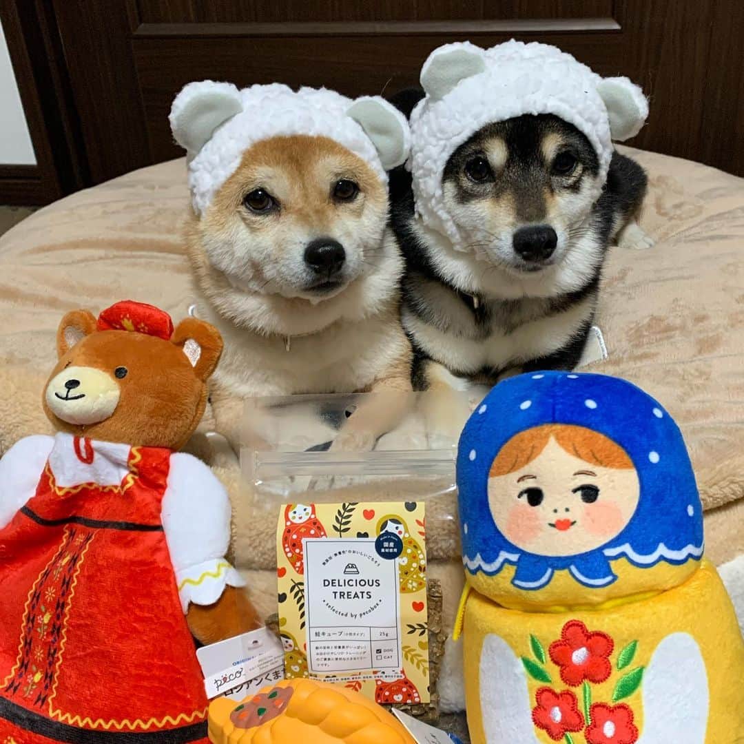 豆柴なつ&ふゆのインスタグラム