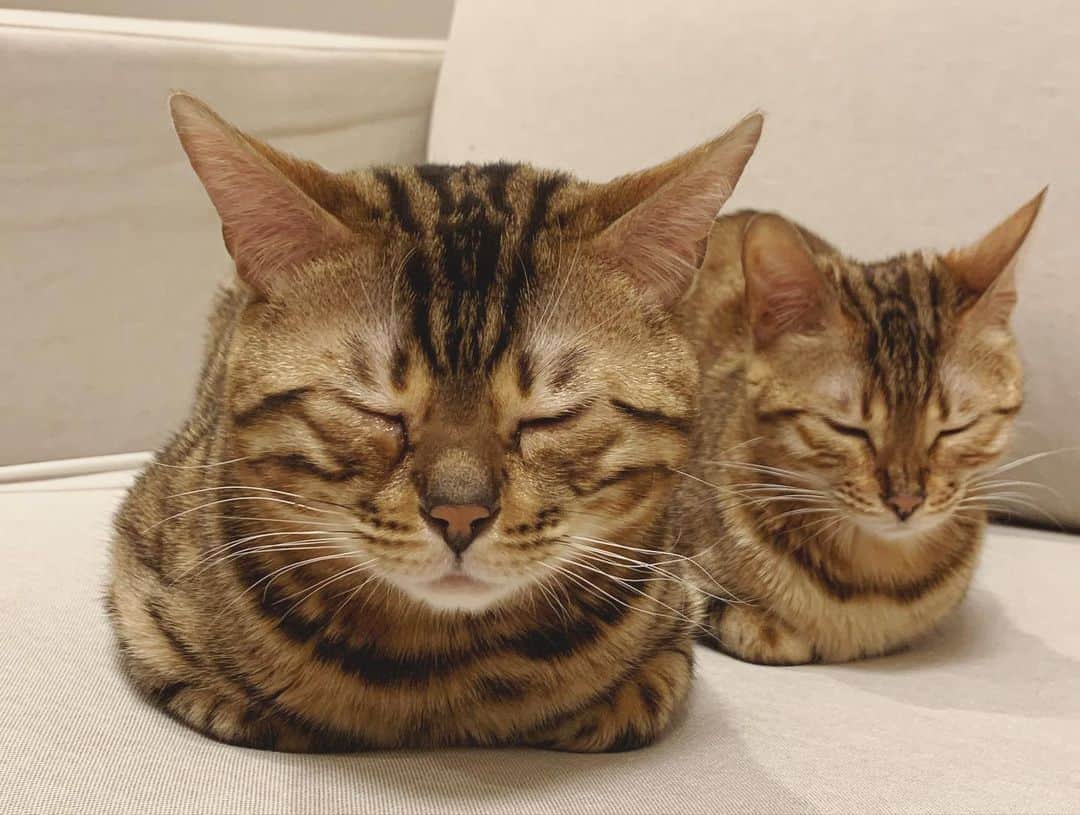鷹野日南さんのインスタグラム写真 - (鷹野日南Instagram)「リリーとマヨ☺︎🤍 . . 癒しをありがとう。だいすき . . . #猫　#ねこすたぐらむ #ベンガル #猫のいる暮らし #猫との暮らし  #catstagram #cat #ねこ」3月18日 20時49分 - hinachan.3
