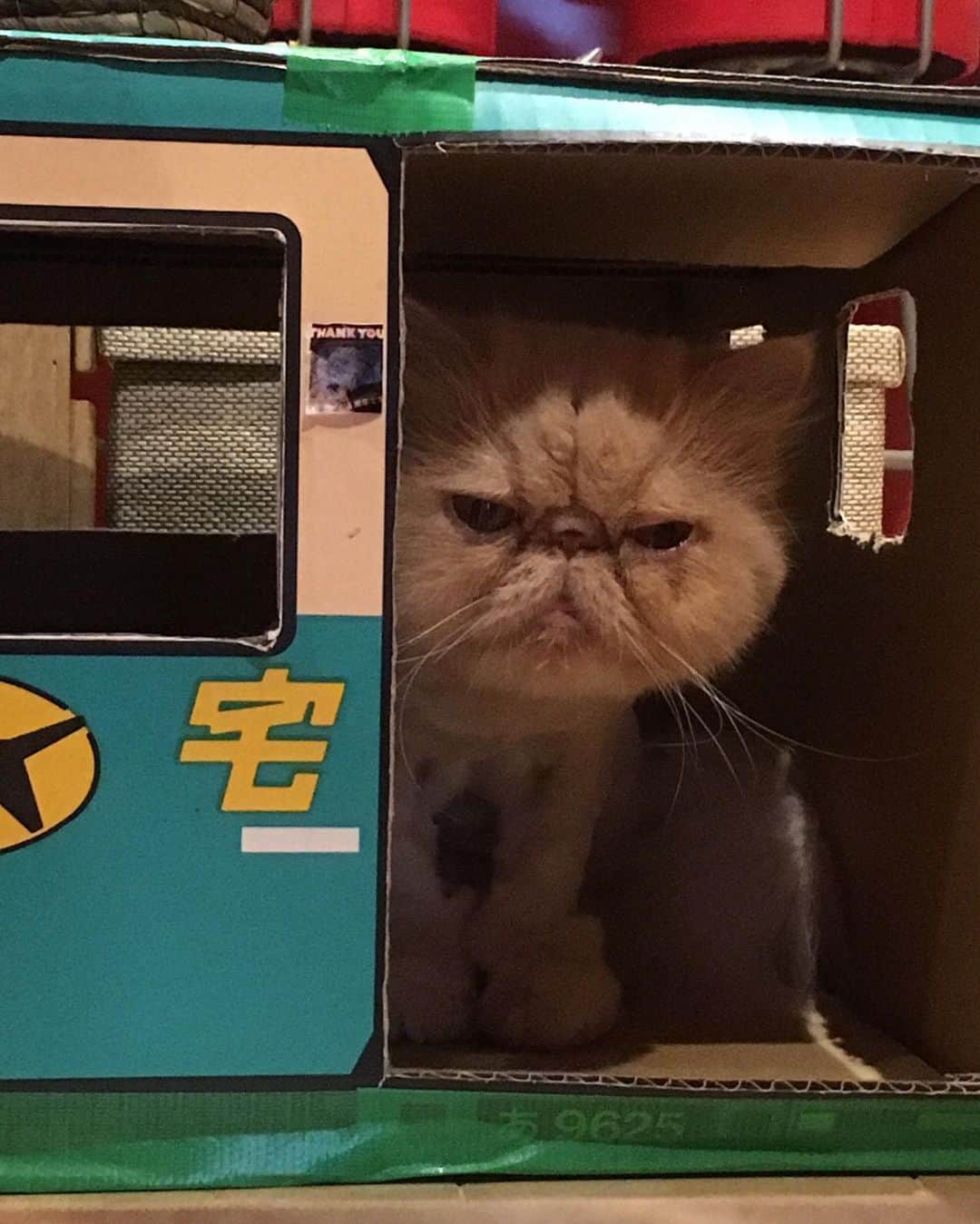 福山理子さんのインスタグラム写真 - (福山理子Instagram)「もちこさんから、お届け物❤️ #保護猫 #殺処分ゼロを目指して #cat #ブサカワ猫 #クロネコヤマト」3月18日 20時51分 - rikofukuyama