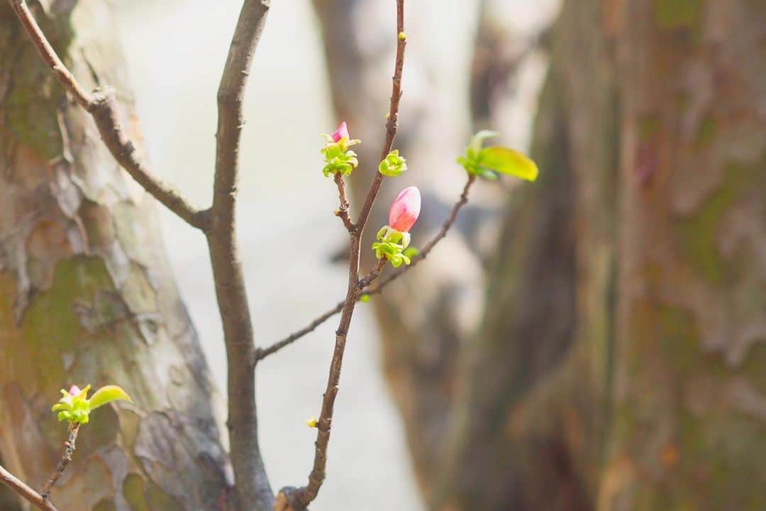 福岡女子短期大学さんのインスタグラム写真 - (福岡女子短期大学Instagram)「今日の #太宰府 市内は 青空が広がっています🎀1号館中庭にある #花梨 は、若葉🌱と共にピンク色🌸の美しい蕾をたくさんつけています。爽やかな春の息吹を感じました😌 . この投稿をご覧になって「いいね👍」「役に立った」と思われた方は、 @fukuoka_wjc をフォローをお願いします🥺 . ========[ お知らせ ]======== 福岡女子短期大学の資料（2020大学案内📕学生募集要項）を無料送付中です。本学ホームページ📲からお気軽に申し込みください🌟 ========================= . 子ども学科/健康栄養学科 音楽科/文化教養学科 . #福岡女子短期大学 #福女短 #春は必ずくる #かりん #カリン #新緑 #単焦点レンズの世界 #japan_daytime_view #japan_of_insta #art_of_japan #pt_life #はなまっぷ #team_japan_flower #wp_flower #tv_flowers #loves_garden #airy_sp #kokohana #inspring_shot #splendid_lite #私の花の写真 #ザ花部 #花フレンド #ファインダー越しの私の世界」3月18日 12時35分 - fukuoka_wjc