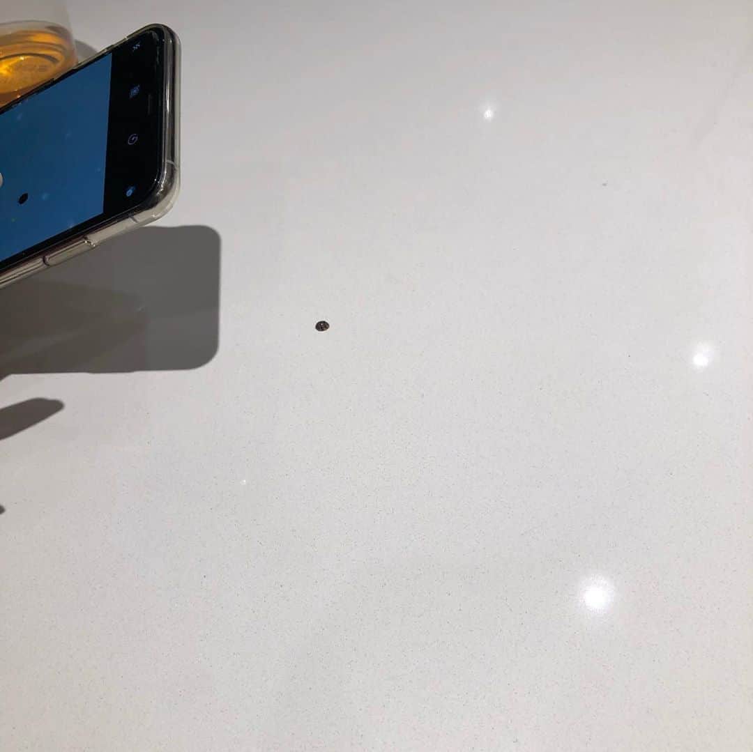 西岡剛のインスタグラム：「初めて見たハイイロテントウ🧐  #ハイイロテントウ #西岡剛」