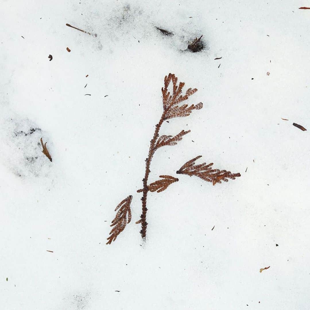 KEINA HIGASHIDEのインスタグラム：「3月初旬に山形へ行ってきました。  少しだけ残っていた 雪の上を歩いて大満足☃️」