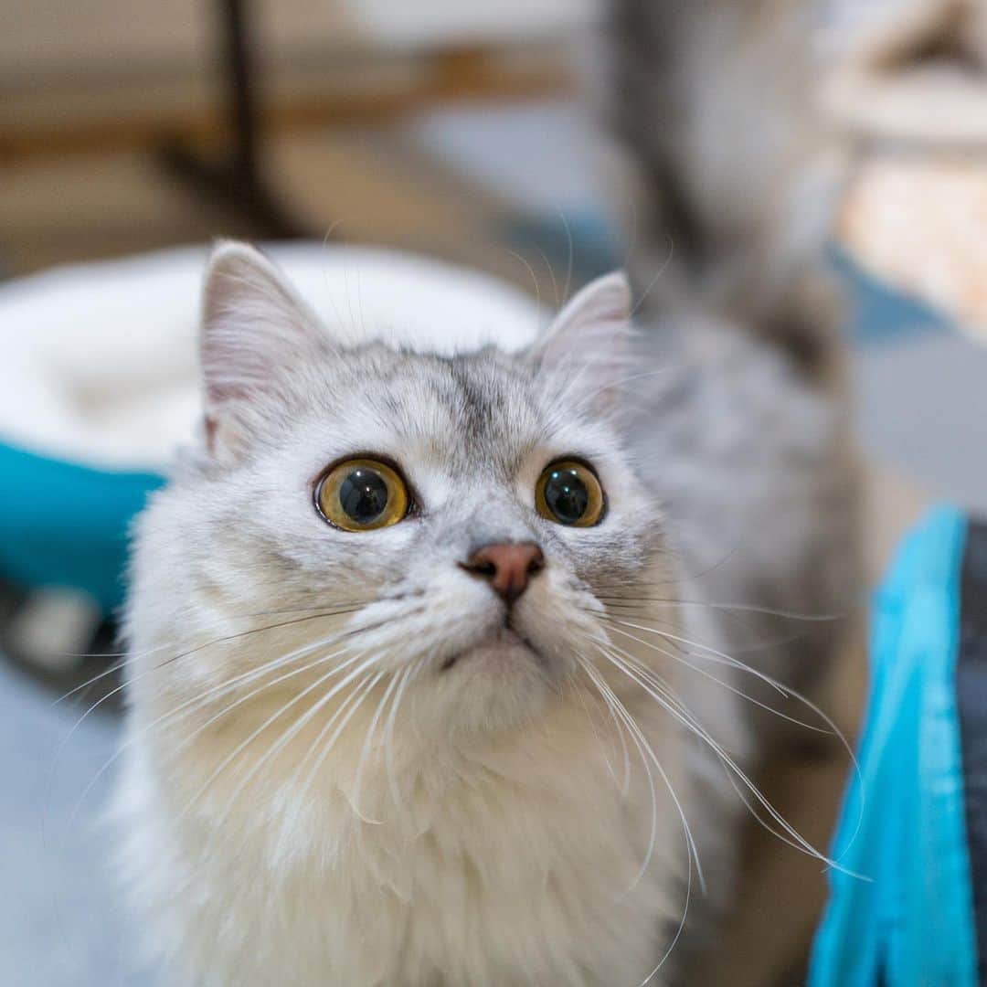 マアルのインスタグラム：「モコさん #🐈 #北海道 #旭川市 #ペットホテル」