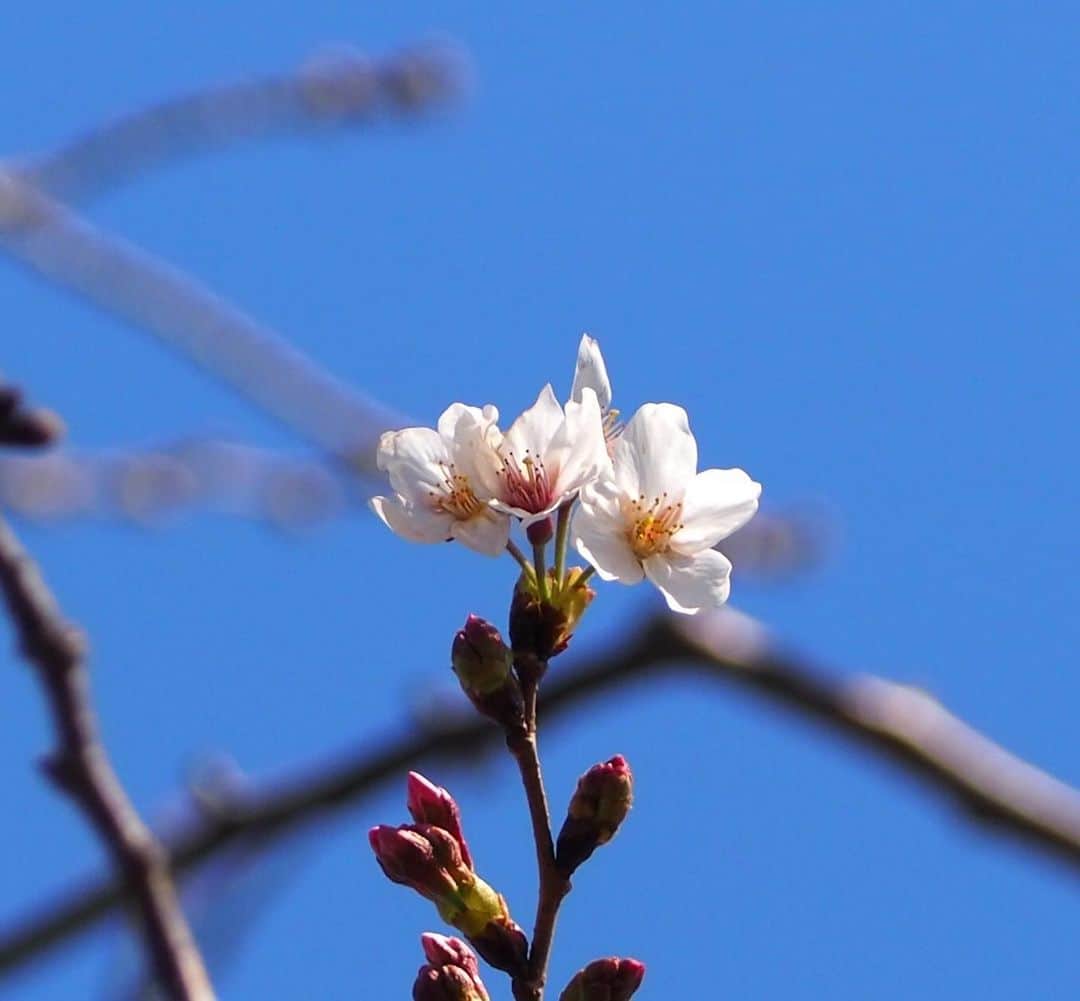 多胡安那さんのインスタグラム写真 - (多胡安那Instagram)「横浜でさくら開花しました。 標本木の桜、青空に映えています。 桜の木にはウグイス？も遊びに来ていました。 #気象予報士 #さくら開花 #横浜 #横浜地方気象台」3月18日 13時18分 - tagoanna