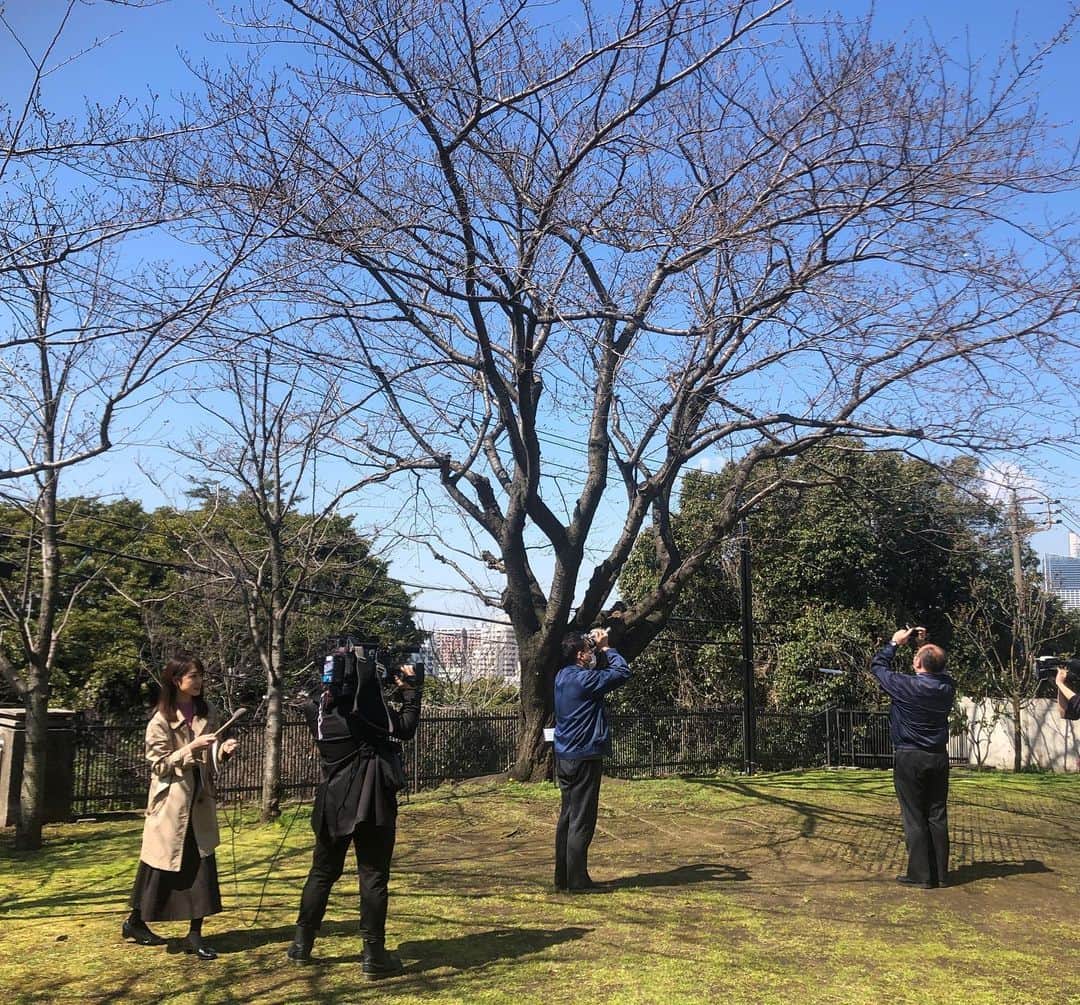 多胡安那さんのインスタグラム写真 - (多胡安那Instagram)「横浜でさくら開花しました。 標本木の桜、青空に映えています。 桜の木にはウグイス？も遊びに来ていました。 #気象予報士 #さくら開花 #横浜 #横浜地方気象台」3月18日 13時18分 - tagoanna