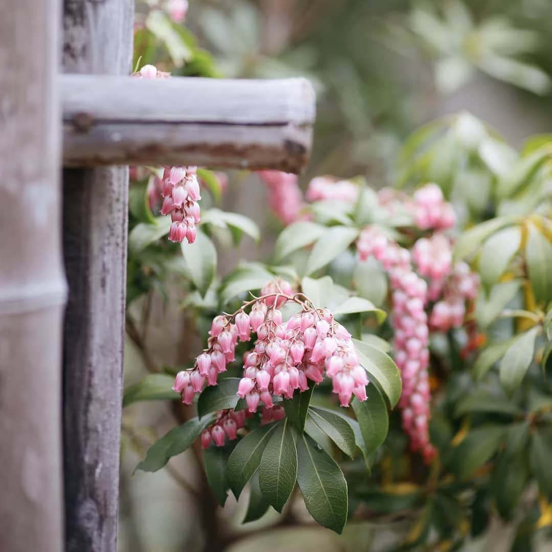 菊水楼公式アカウントのインスタグラム：「Lily-of-the-vally Shrub // Front Garden Soft pink blossoms started to bloom. Grape-like clusters full of flowers are the best of this beautiful plant. As it swings with breeze, you can hear whispery sounds. ＊ 桃色の馬酔木 // 前庭 3月に入ってからあしびが咲き始めました。可憐な葡萄の房のような小花は、風が吹くとシャラシャラと音がします。 ＊  @osaka_laviephotography @the_kikusuiro_narapark #japan #nara #kikusuiro #narapark #naradeerpark #trip #travel #narajapan #お顔合わせ #奈良 #ならまち #菊水楼 #奈良グルメ #庭 #日本庭園 #馬酔木 #あせび #あしび」