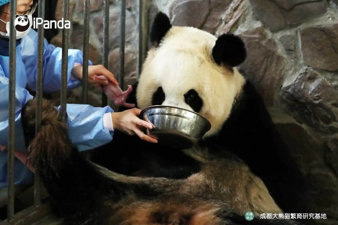 iPandaさんのインスタグラム写真 - (iPandaInstagram)「On 17 March 2020, at the Chengdu Research Base of Giant Panda Breeding, giant panda Fu Wa gave birth to a pair of male twin panda cubs, who weighs 159.8 grams and 119.5 grams at birth respectively. This is the earliest birth of pandas since Chengdu Base's record. 🐼 🐾 🐼 #PandaNews #panda #ipanda #animal #pet #adorable #China #travel #pandababy #cute #photooftheday #Sichuan #cutepanda #animalphotography #cuteness #cutenessoverload」3月18日 14時10分 - ipandachannel