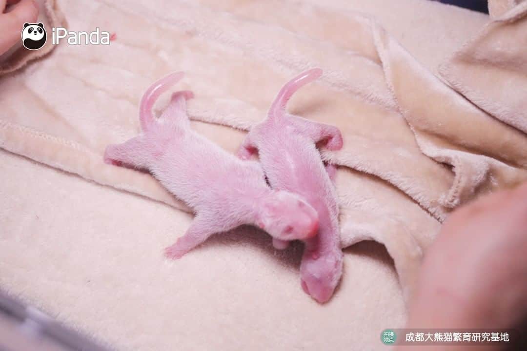 iPandaさんのインスタグラム写真 - (iPandaInstagram)「On 17 March 2020, at the Chengdu Research Base of Giant Panda Breeding, giant panda Fu Wa gave birth to a pair of male twin panda cubs, who weighs 159.8 grams and 119.5 grams at birth respectively. This is the earliest birth of pandas since Chengdu Base's record. 🐼 🐾 🐼 #PandaNews #panda #ipanda #animal #pet #adorable #China #travel #pandababy #cute #photooftheday #Sichuan #cutepanda #animalphotography #cuteness #cutenessoverload」3月18日 14時10分 - ipandachannel