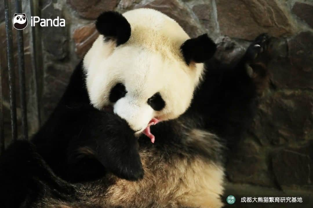 iPandaさんのインスタグラム写真 - (iPandaInstagram)「On 17 March 2020, at the Chengdu Research Base of Giant Panda Breeding, giant panda Fu Wa gave birth to a pair of male twin panda cubs, who weighs 159.8 grams and 119.5 grams at birth respectively. This is the earliest birth of pandas since Chengdu Base's record. 🐼 🐾 🐼 #PandaNews #panda #ipanda #animal #pet #adorable #China #travel #pandababy #cute #photooftheday #Sichuan #cutepanda #animalphotography #cuteness #cutenessoverload」3月18日 14時10分 - ipandachannel