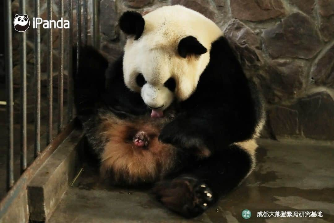 iPandaさんのインスタグラム写真 - (iPandaInstagram)「On 17 March 2020, at the Chengdu Research Base of Giant Panda Breeding, giant panda Fu Wa gave birth to a pair of male twin panda cubs, who weighs 159.8 grams and 119.5 grams at birth respectively. This is the earliest birth of pandas since Chengdu Base's record. 🐼 🐾 🐼 #PandaNews #panda #ipanda #animal #pet #adorable #China #travel #pandababy #cute #photooftheday #Sichuan #cutepanda #animalphotography #cuteness #cutenessoverload」3月18日 14時10分 - ipandachannel