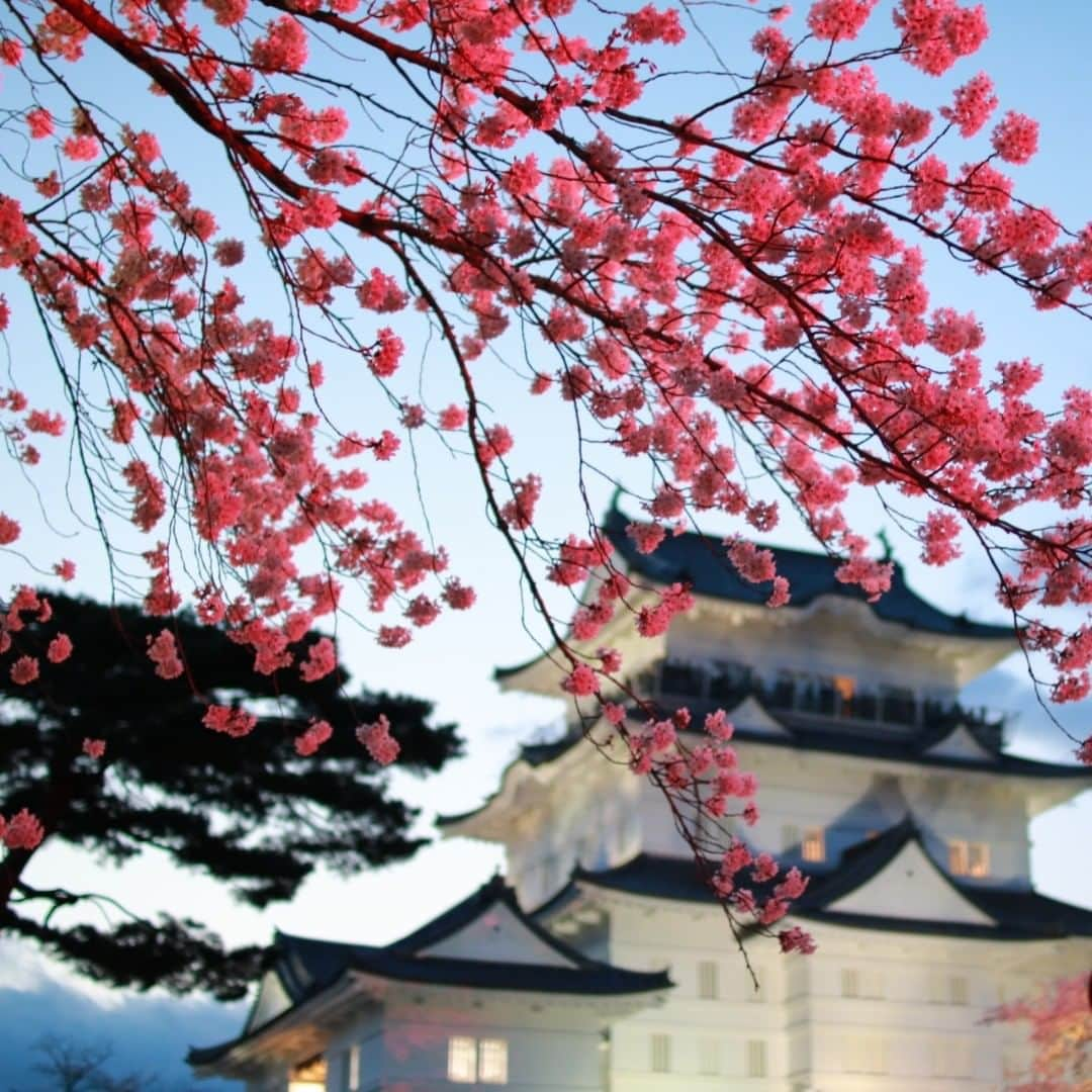 仙石原 別邸風雅【公式Instagram】のインスタグラム：「【箱根旅行で立ち寄りたい💮お花見スポット】 日中はぽかぽかとした陽気で、 しばらくはお出かけ日和な日々が続く予報ですね。 そこで、箱根旅行の際に立ち寄りたいお花見スポットのご紹介です。 . 小田原城周辺には約300本のソメイヨシノが春爛漫に咲き誇ります。 晴れた日は空とお城、そして桜の色のコントラストが美しく、お濠周りをゆったり歩きながら桜散策をお楽しみください。 . 夜はぼんぼりが点灯し、幻想的な雰囲気漂う大人のデートスポットに。 3/26が満開予想と発表されていますが、3連休にも開花を迎えそうです。 . 箱根にお越しの際は是非お立ち寄りください。 . ＜当館からの交通情報＞ ・自家用車で：小田原城より約45分 ・公共交通機関（バス）：「箱根口」～「仙石案内所」乗り換えなしで約45分 ※案内所にて降車後、 お電話いただければ送迎車が向かいます（15時～18時） . 🌸3連休の空室情報🌸  3/20(金)～3/22(日)の3連休の箱根風雅ですが、 21日に比較的空きが多く人気の別館にも3部屋空きがございます。（3/18 15時時点） . 直前割プランのご用意もございますので、topより公式ページをご覧いただくか、お電話にてお問い合わせください。 📞0570-071-568 . #箱根#仙石原#温泉旅行#箱根風雅#女子旅#大人の休日#温泉#温泉巡り#女子旅#記念日旅行#卒業旅行#露天風呂付客室 #人気旅館#グルメ好きな人と繋がりたい #ひとり旅女子 #ひとり旅#旅行#旅館#ステーキ#飲み放題#鮑#お花見#おこもり旅#桜#グルメ女子#がんばれ日本#がんばろう箱根#小田原#芦ノ湖」