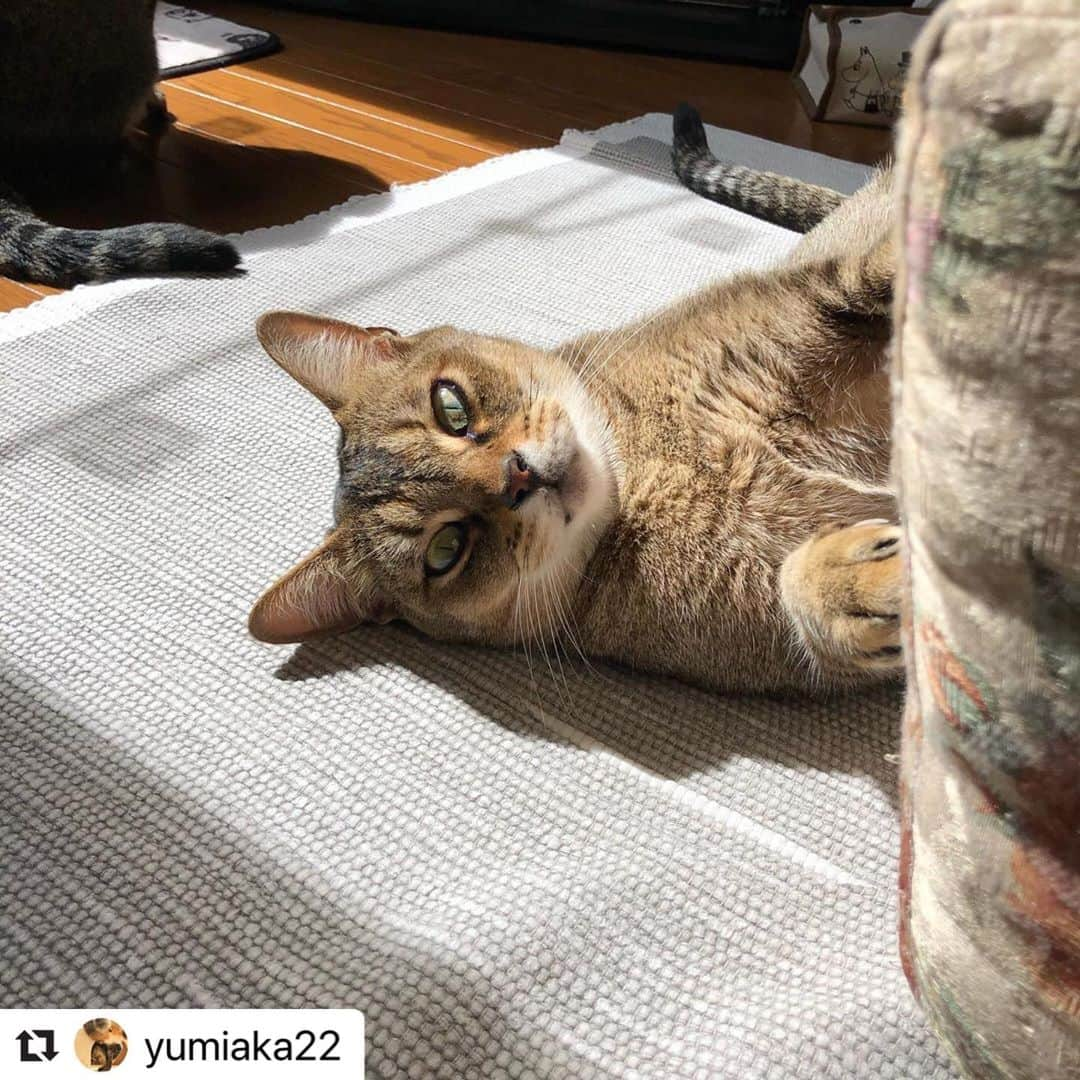 ねこさんのインスタグラム写真 - (ねこInstagram)「【#ねこは人を笑顔にする】❣️ …ハッ❣️目があった😂❣️ @yumiaka22 さん、ありがとうございますぅ✨わさびくんとっても可愛い〜😻😻 #Repost @yumiaka22 with @make_repost ・・・ おはよう🌞わさびだよ😸  #ねこ #ネコ #猫 #にゃんこ #ねこ部 #ネコ部 #ふわもこ部 #ペコねこ部 #ピクネコ #みんねこ #みんなのねこ部 #リミアペット #limiaペット同好会 #スタペグラム #ねこたうん #サンデイ #cat #catstagram #catstagram_japan #bestcataward #ウェブキャットショー #ウェブキャットショー2 #わさび　#ねこは人を笑顔にする」3月18日 15時14分 - neko_magazine