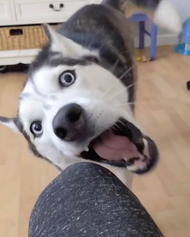 husky and malamuteのインスタグラム：「😂😂 follow @alaskandaily （Twitter：alaskandaily）for more cute pic and video.😜 ……………………………………………………………… From @thehuskymoon ……………………………………………………………… #alaskan#malamute#alaskanmalamute#alaskanhusky#malamutesofinstagram#puppylife#puppylove#puppydog#puppylover#dogdays#malamutepuppy#huskies#huskeypuppy#huskeiesreq#siberian#huskeiesofig#dogslife#dogsofnyc#cutedog#cutedogs#huskeypics#huskeylovers#huskygram#huskeylove#huskiesofinstagram#dogsofnyc#husky#狗」