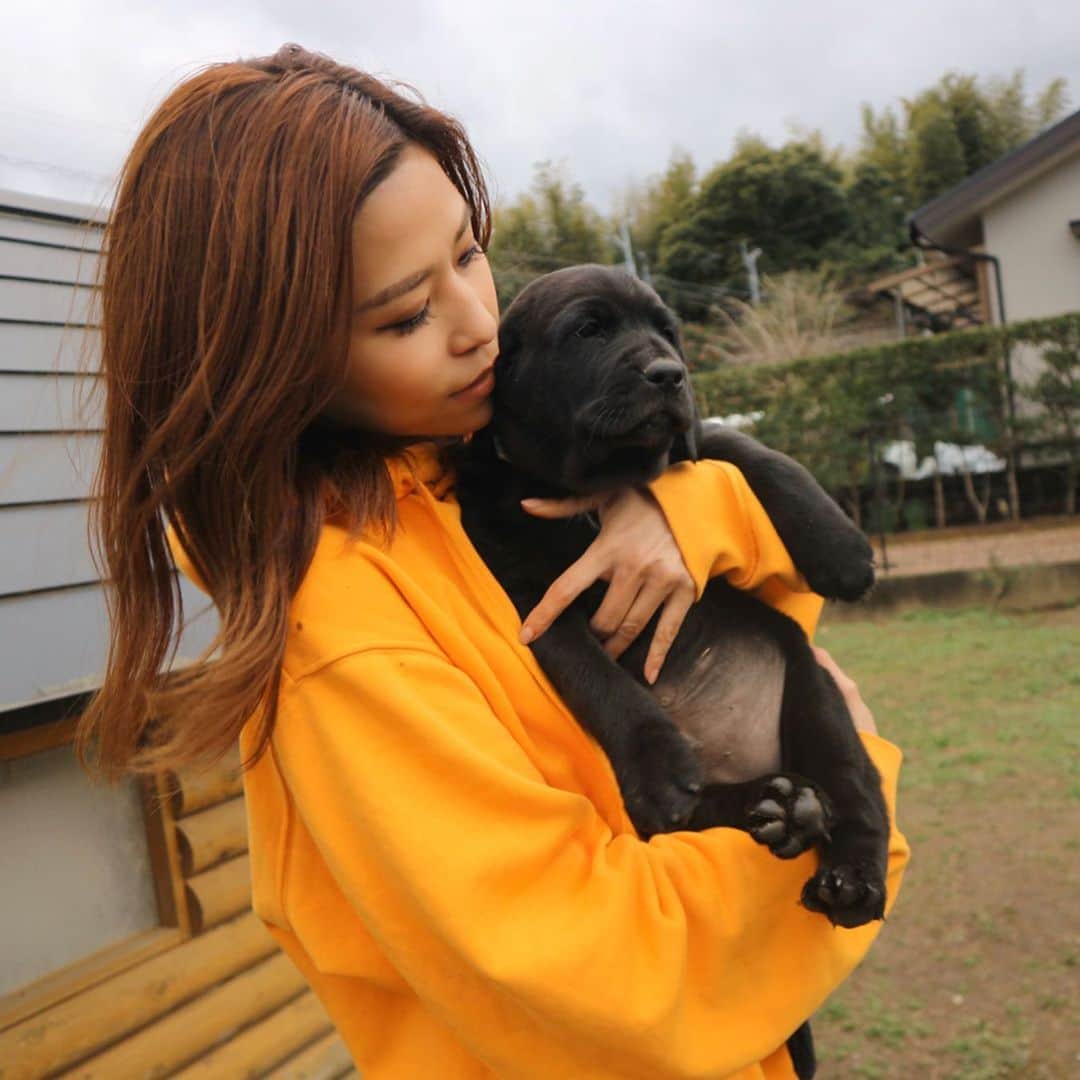 ANNA さんのインスタグラム写真 - (ANNA Instagram)「I miss you my jerry beans🥺💛🌴・ ・ ・ ・ ・  #jerrybeans #jerryberrys #puppy #flatcoatedretrievers #dogstagram」3月18日 16時08分 - anna_flare