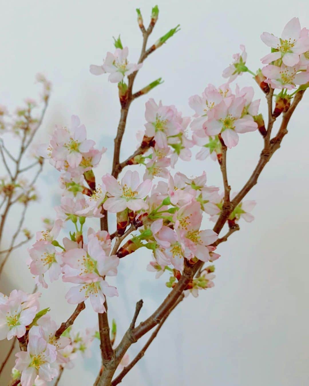 あびる優さんのインスタグラム写真 - (あびる優Instagram)「✨🌸🥺🌸✨ #spring#sakura#flower#春#サクラ#桜#さくら#お花#癒し#8分咲き」3月18日 16時09分 - yuabiru74