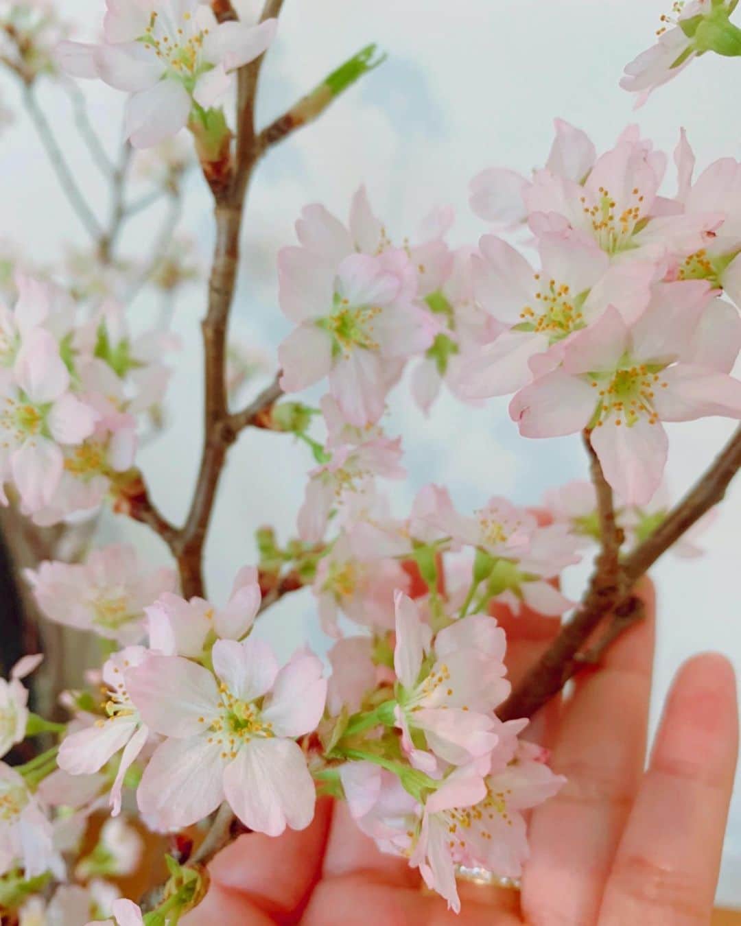 あびる優さんのインスタグラム写真 - (あびる優Instagram)「✨🌸🥺🌸✨ #spring#sakura#flower#春#サクラ#桜#さくら#お花#癒し#8分咲き」3月18日 16時09分 - yuabiru74